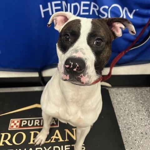 Jack, Adoptable, Adult Male Pit Bull Terrier.