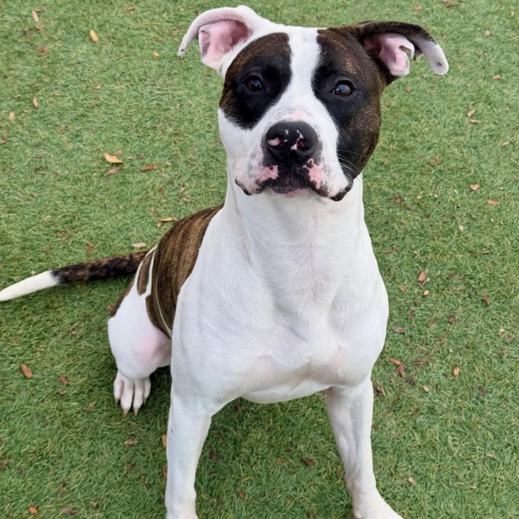 Jack, Adoptable, Adult Male Pit Bull Terrier.