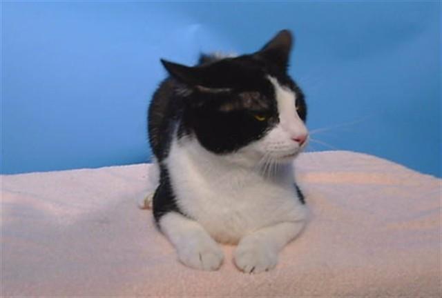 SHADOW, Adoptable, Adult Male Domestic Short Hair.