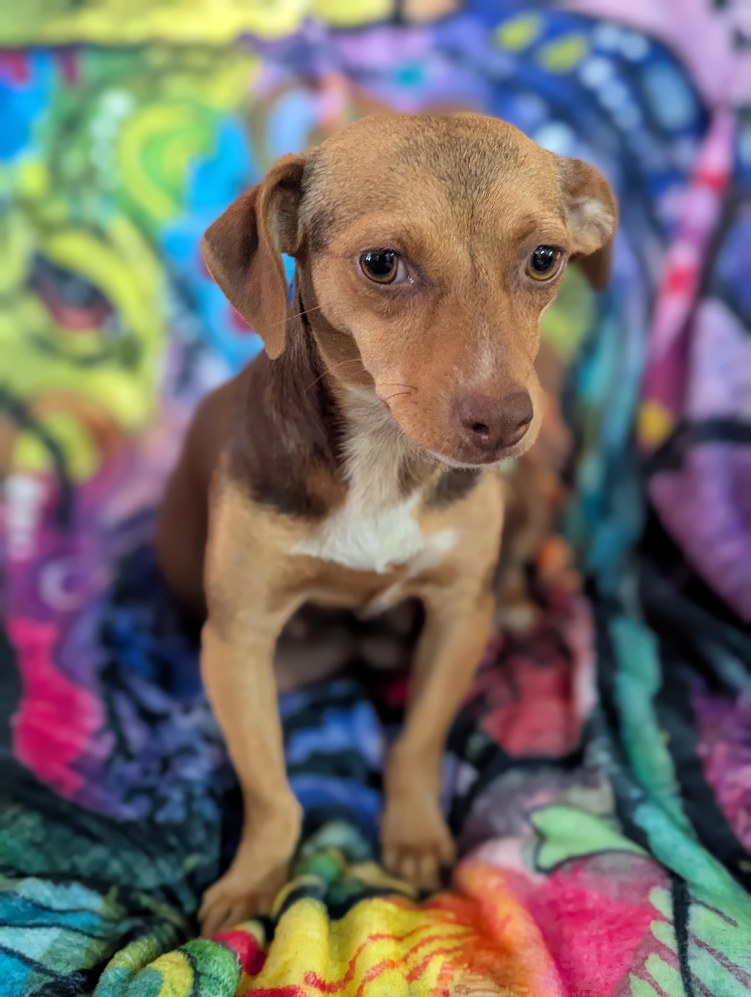 Dijon, Adoptable, Adult Female Chihuahua & Dachshund.