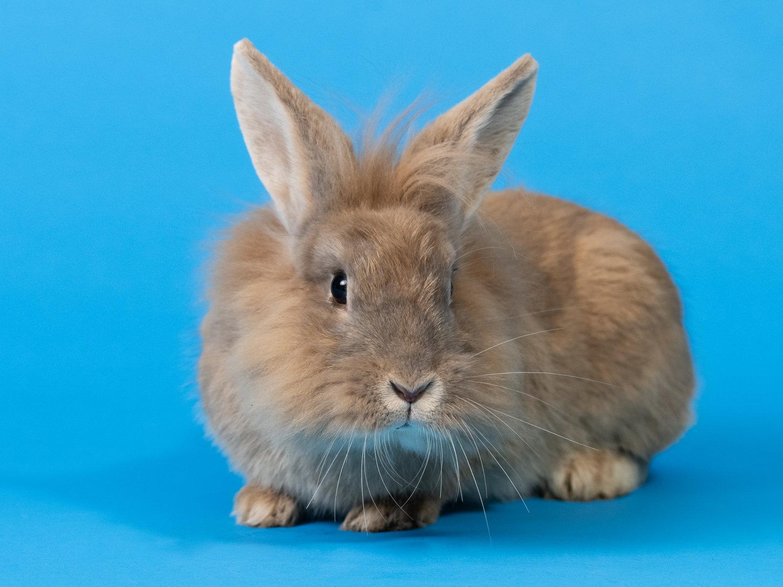 Enlarge Shelby, a Adoptable mixed breed in Antioch, CA image 2/3