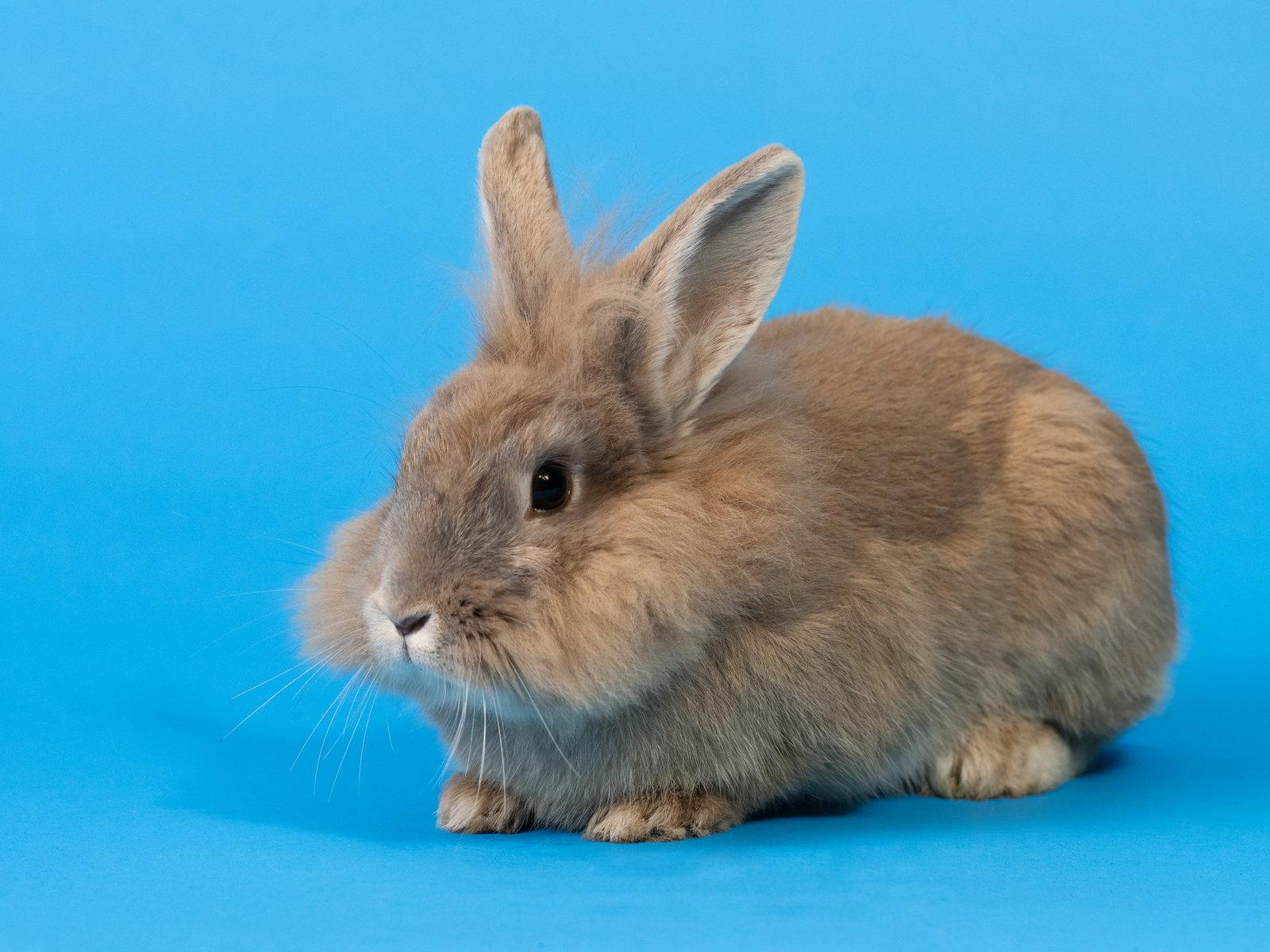 Enlarge Shelby, a Adoptable mixed breed in Antioch, CA image 3/3