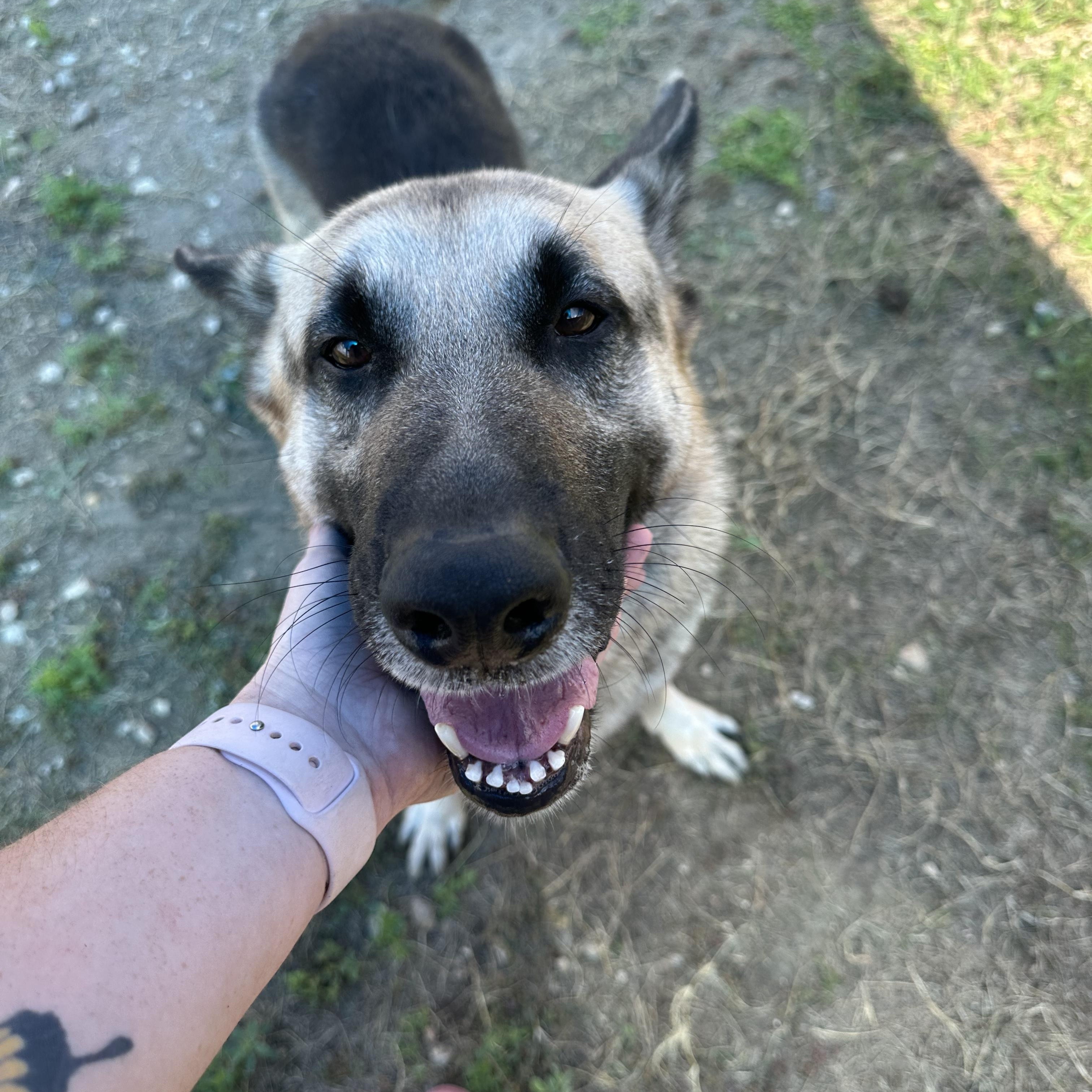 Enlarge Crane, a Adoptable German Shepherd Dog in Converse, TX image 2/6