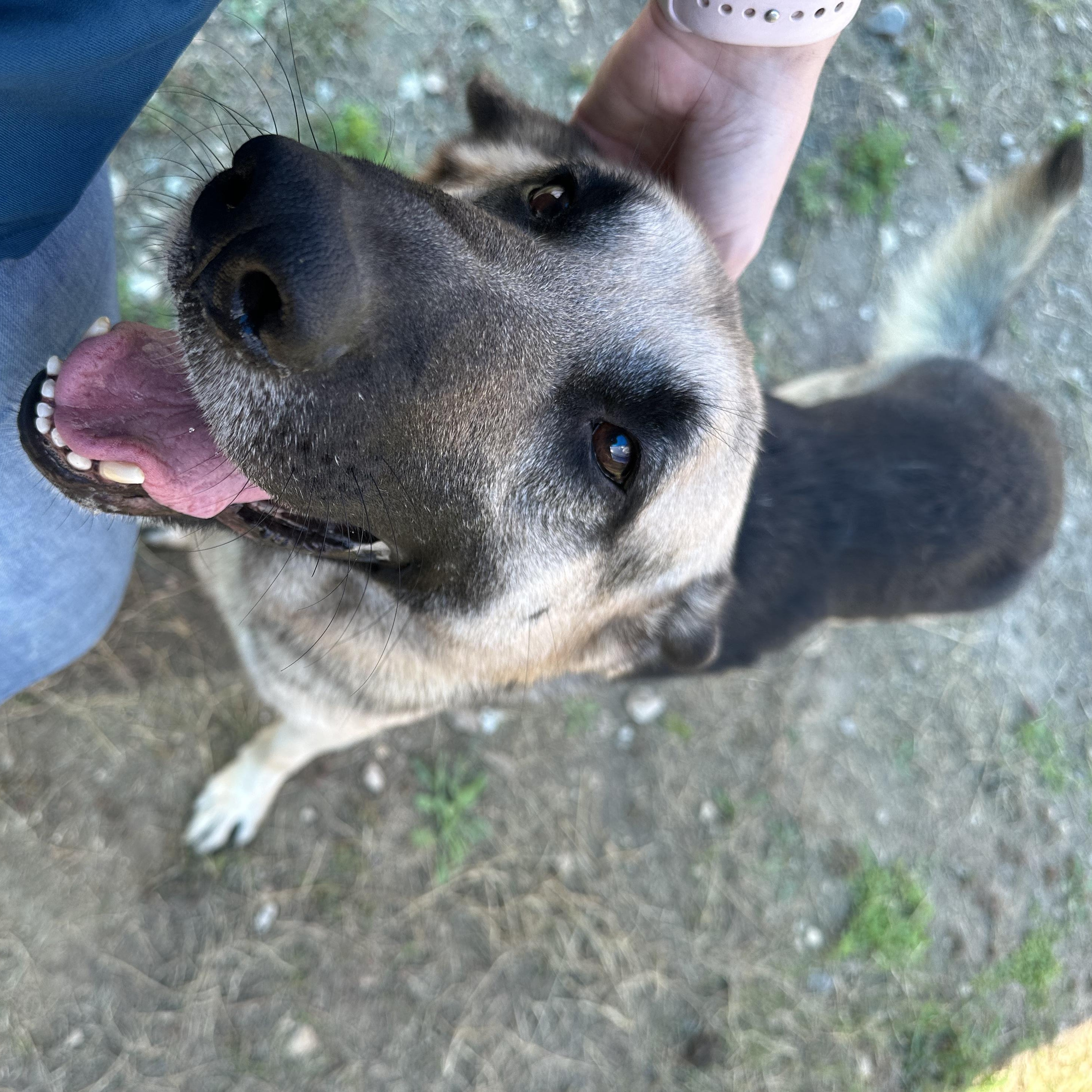 Enlarge Crane, a Adoptable German Shepherd Dog in Converse, TX image 3/6