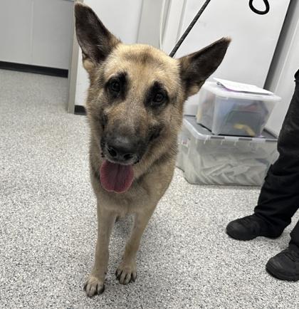Enlarge Crane, a Adoptable German Shepherd Dog in Converse, TX image 4/6