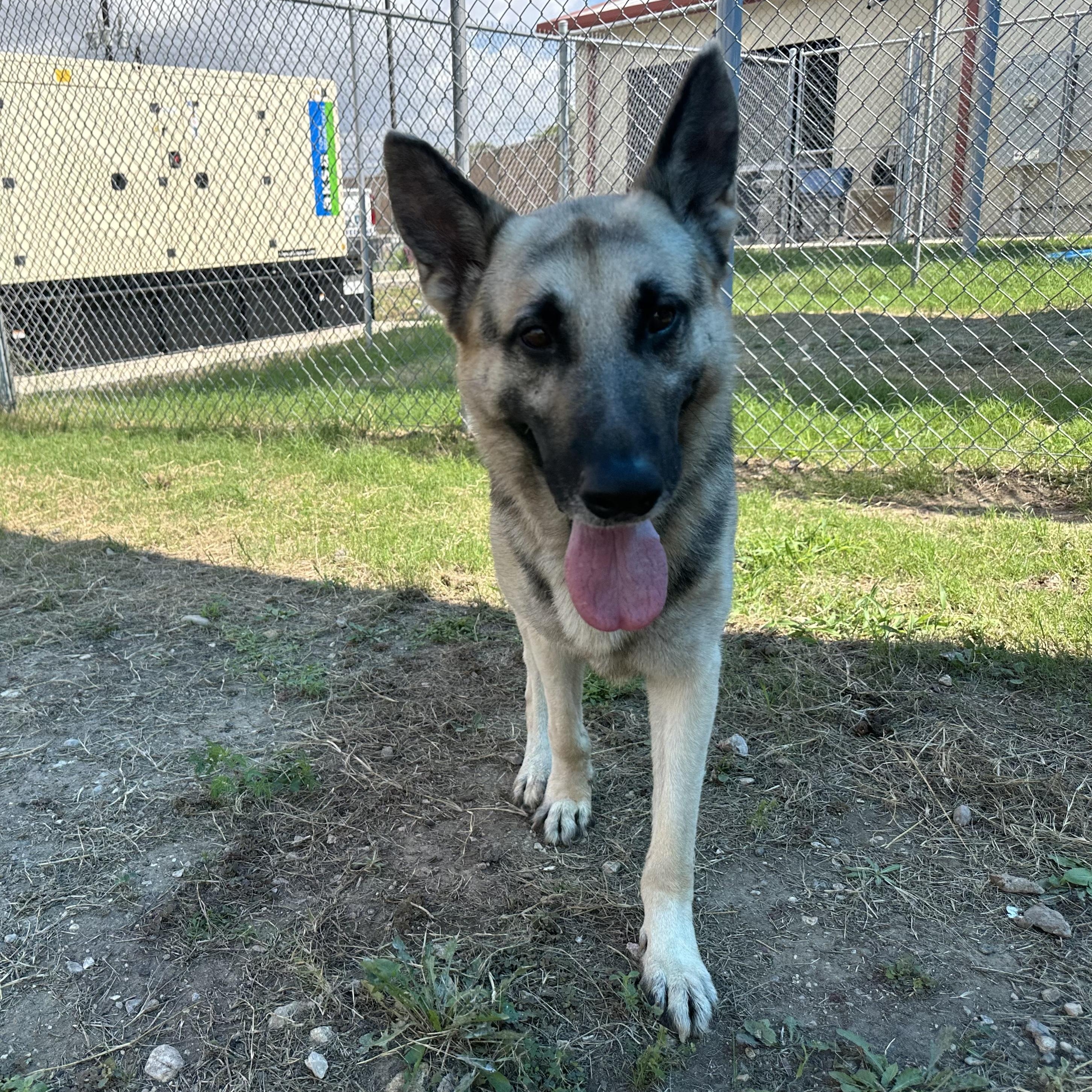 Enlarge Crane, a Adoptable German Shepherd Dog in Converse, TX image 5/6