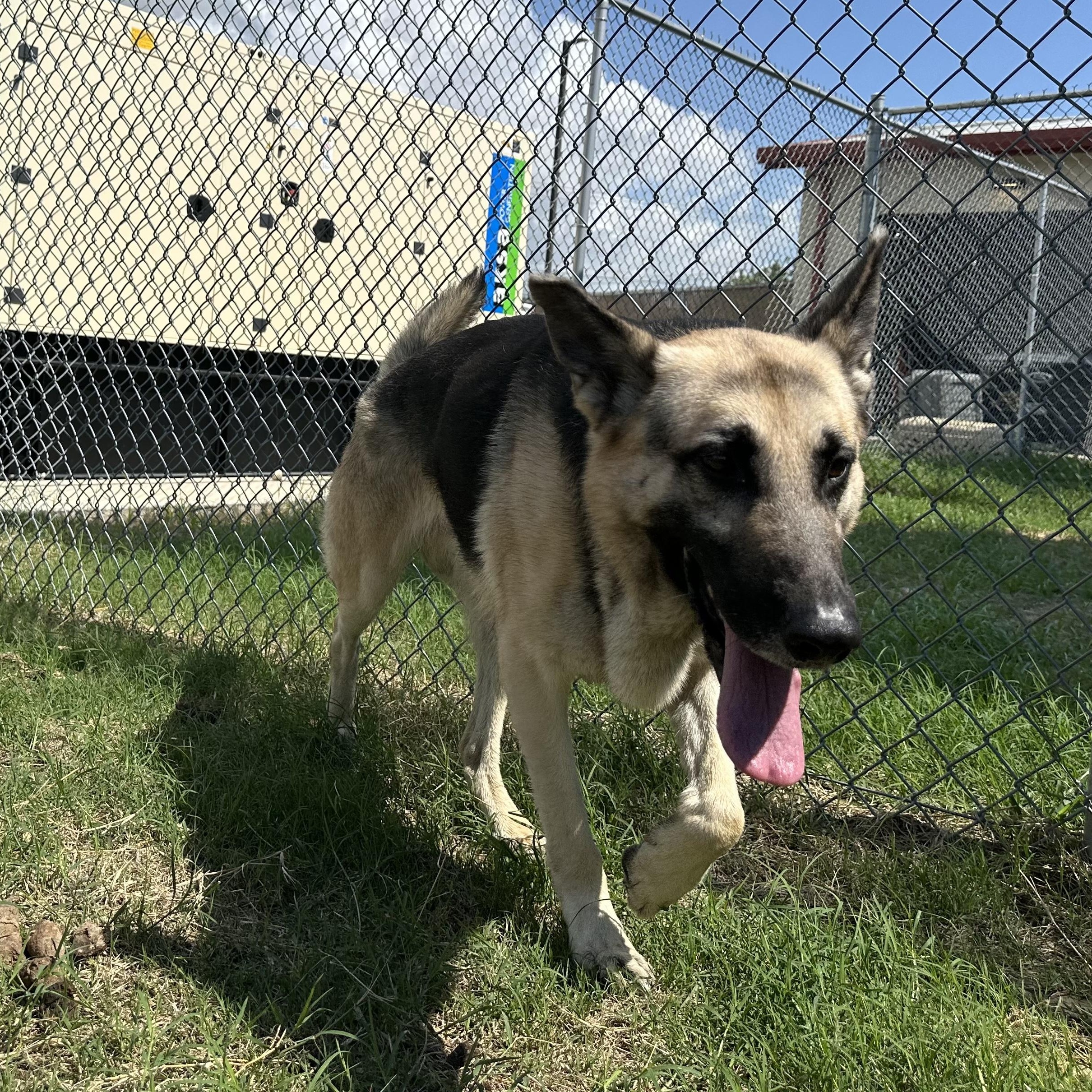 Enlarge Crane, a Adoptable German Shepherd Dog in Converse, TX image 6/6