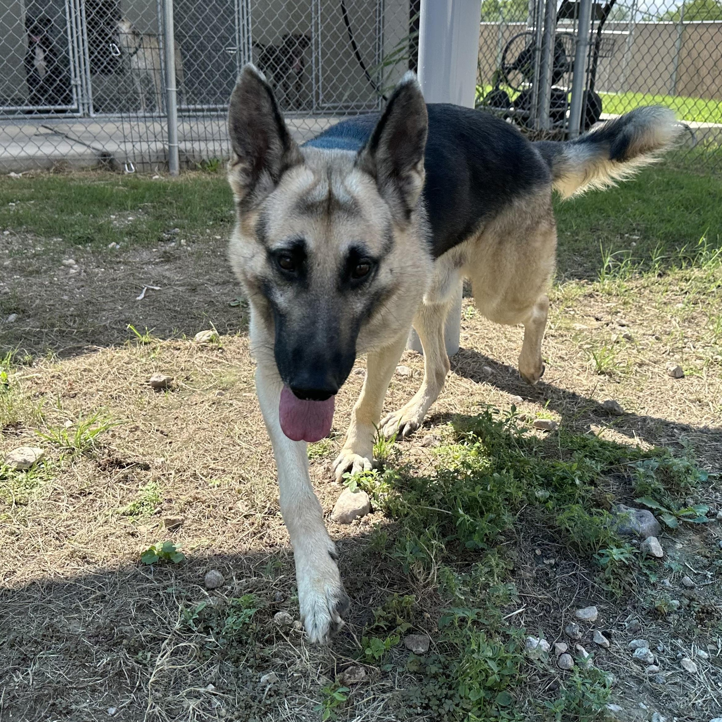 Crane, Adoptable, Adult Male German Shepherd Dog.