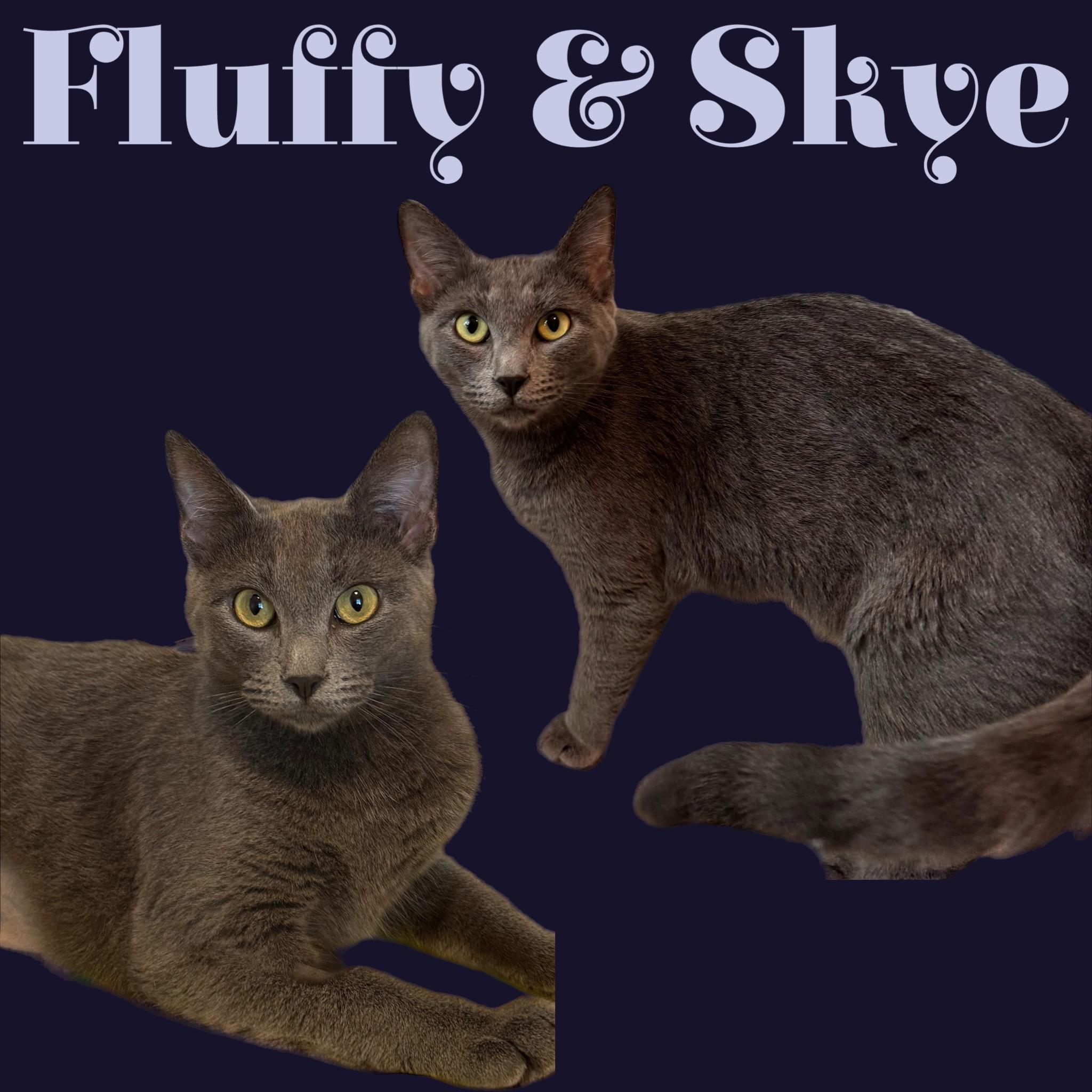 Fluffy and Skye, Adult Female Domestic Short Hair