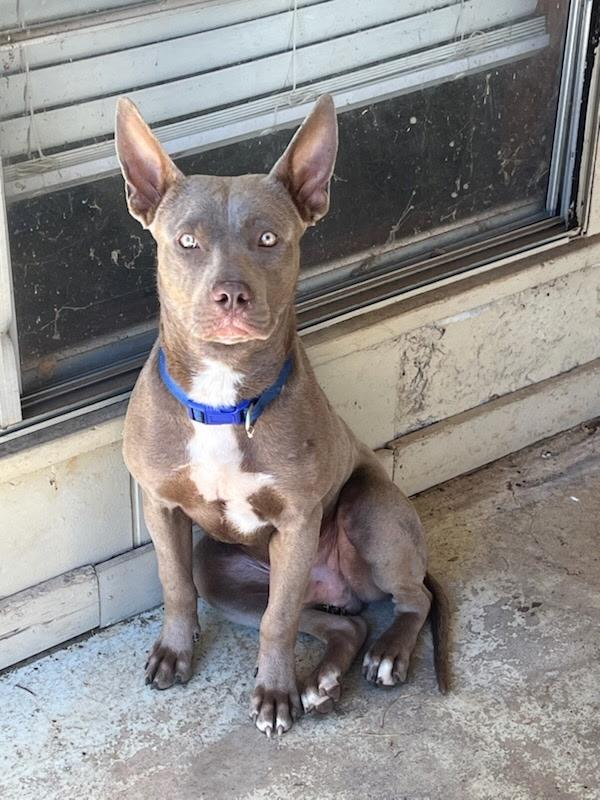 Enlarge Hugo, an adopted mixed breed in Arlington, TX image 1/1