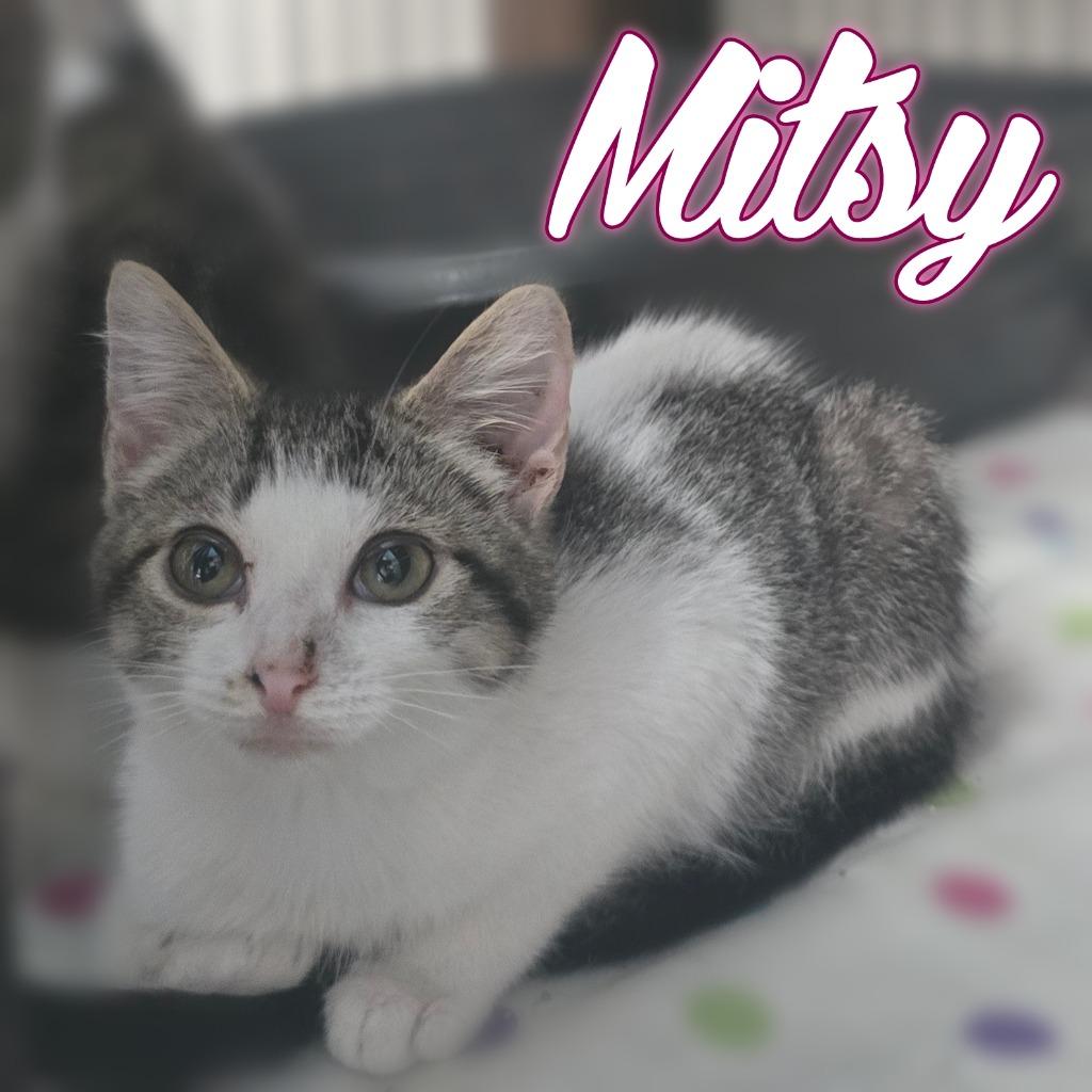 Enlarge Mitsy, a Adoptable Domestic Short Hair in Hillsboro, OH image 1/1