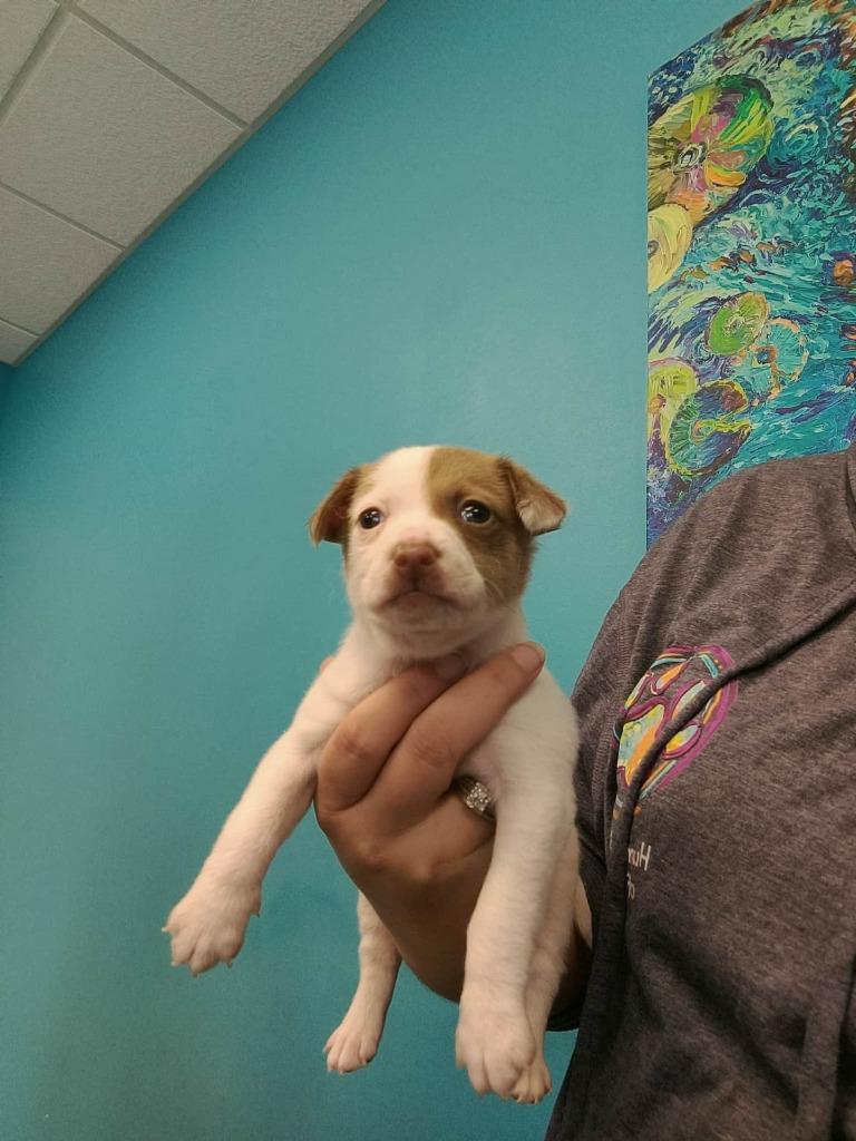 Cricket, Adopted, Puppy Male Chihuahua & Mixed Breed.