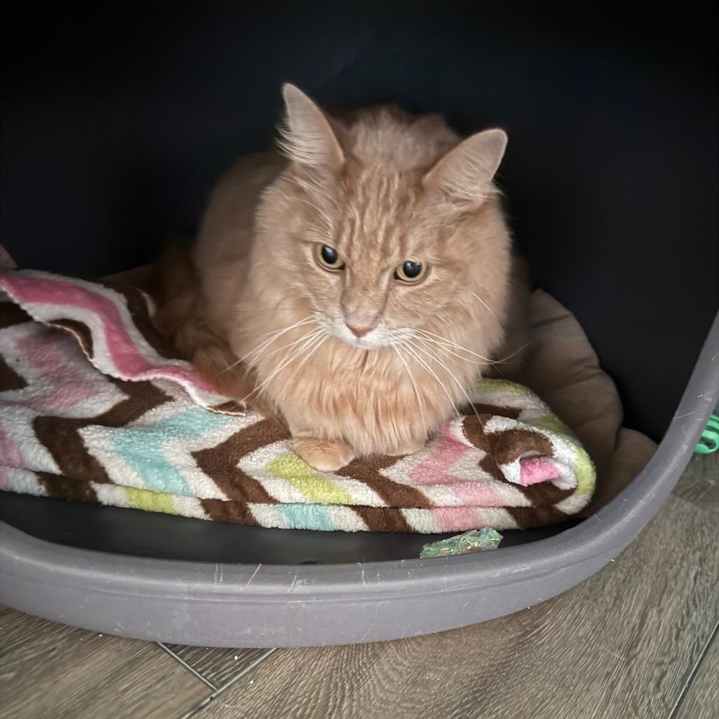 Audi, a Adoptable Domestic Long Hair in Lake Panasoffkee, FL image 1/6