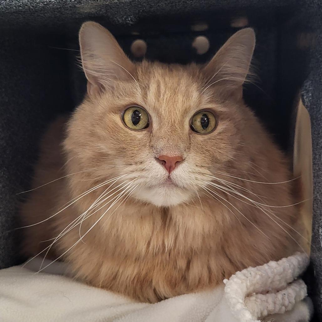 Audi, a Adoptable Domestic Long Hair in Lake Panasoffkee, FL image 2/6