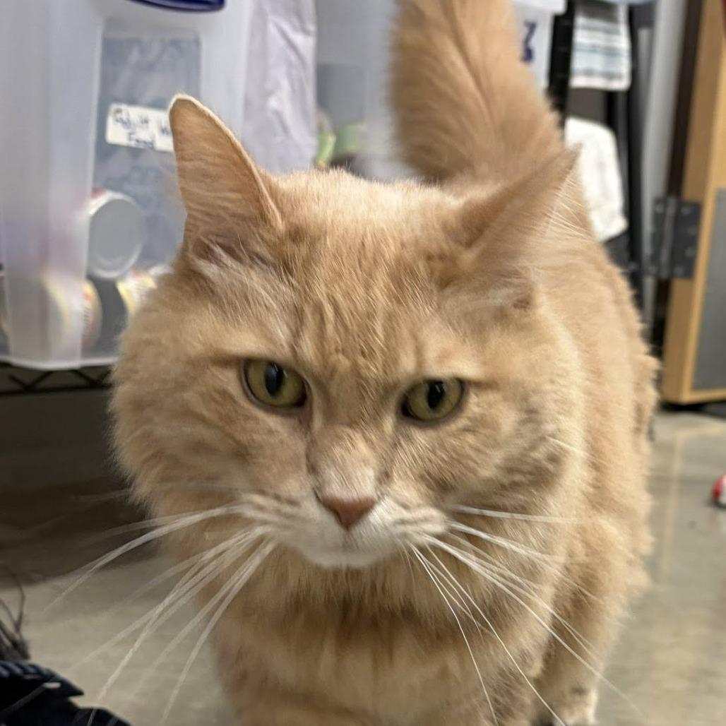 Audi, a Adoptable Domestic Long Hair in Lake Panasoffkee, FL image 3/6