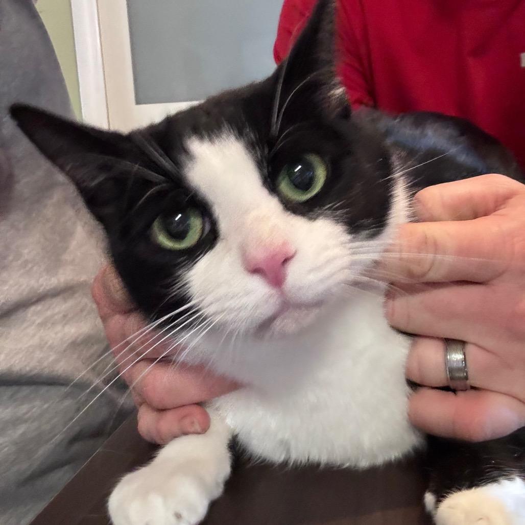 Enlarge Gomez, a Adoptable Domestic Short Hair in Inwood, WV image 1/1