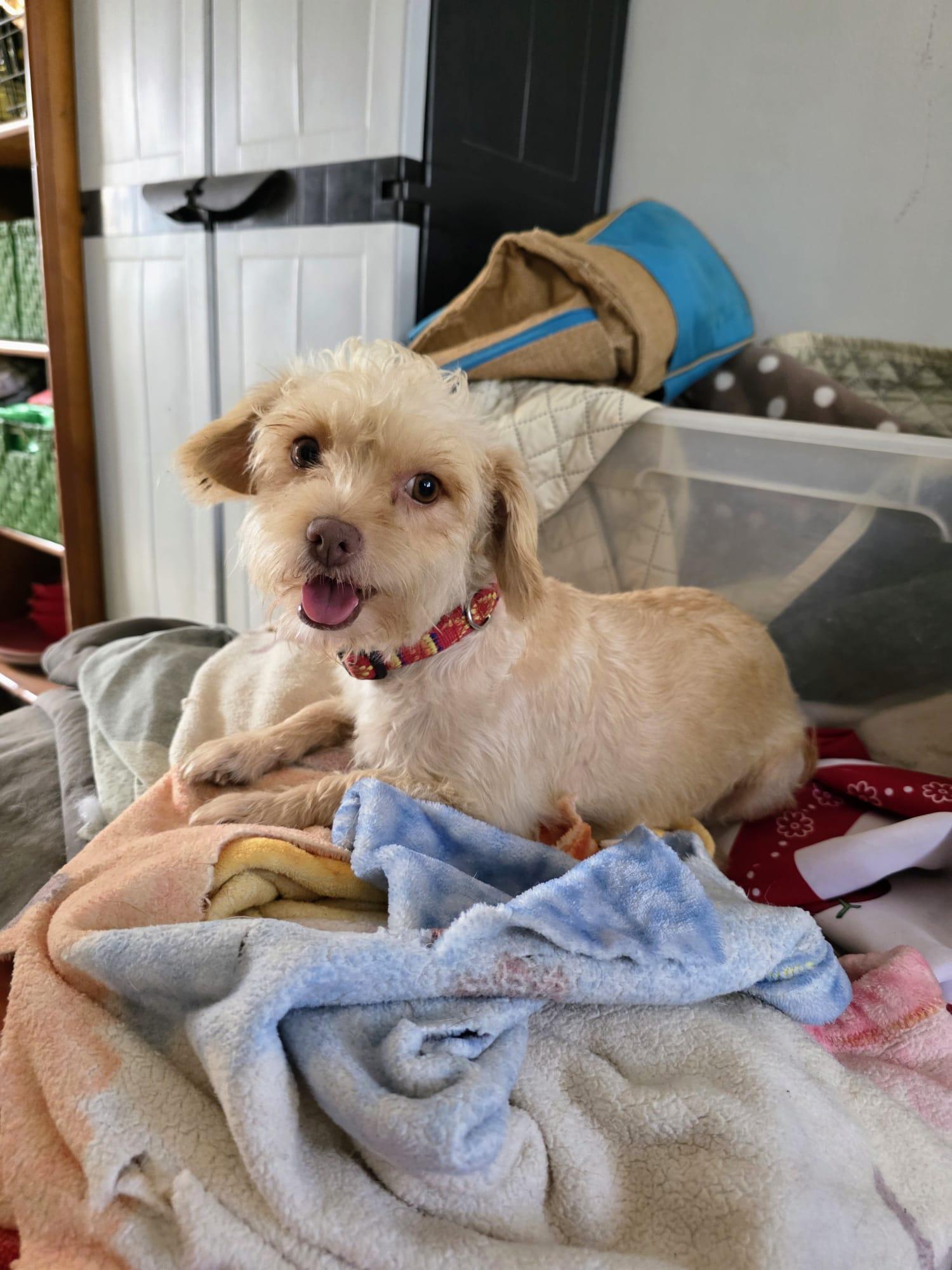 Enlarge Angelita - Sweet poodle mix available for adoption, an adopted mixed breed in Vancouver, BC image 3/4