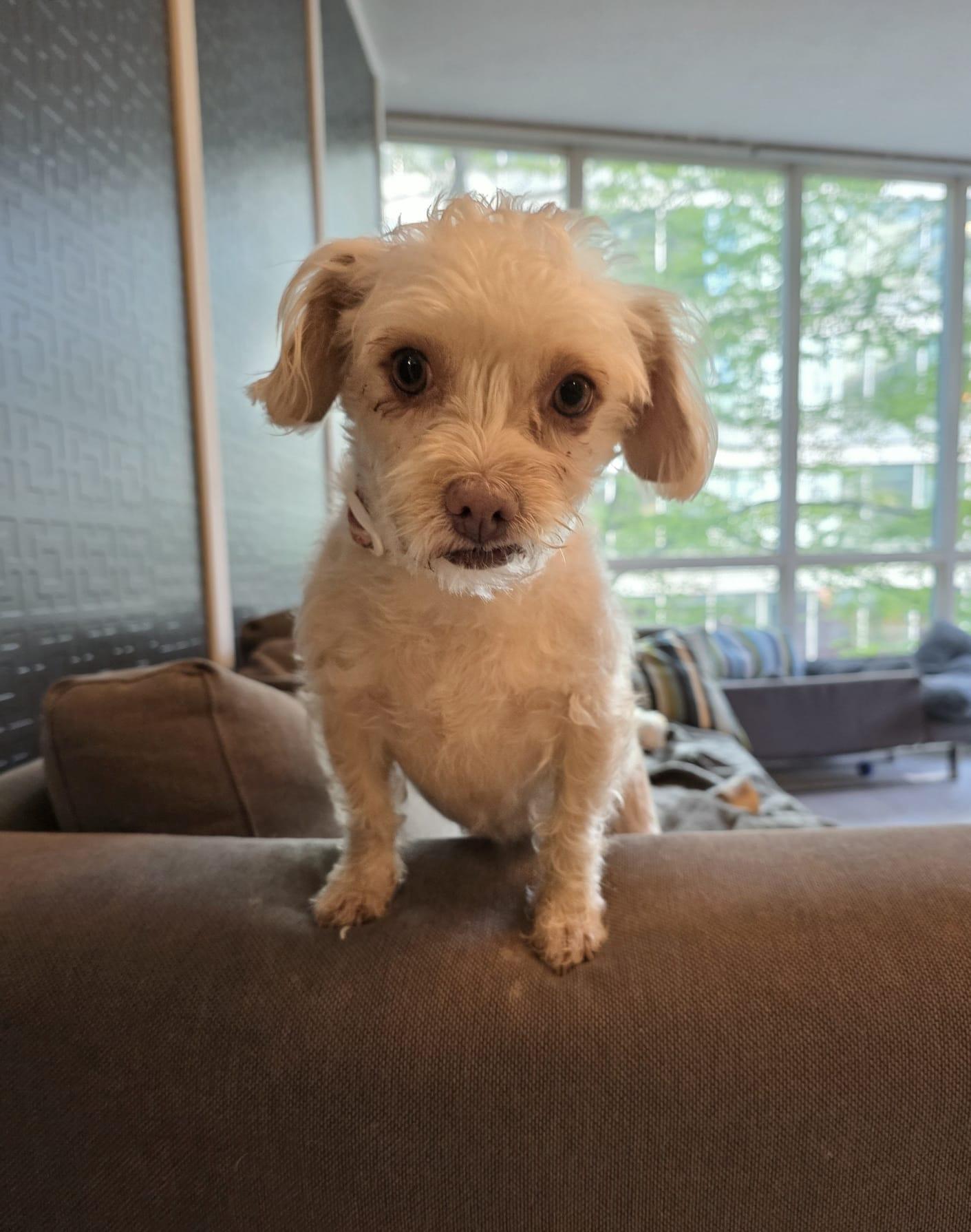 Angelita - Sweet poodle mix available for adoption, adopted, Young Female Miniature Poodle & Mixed Breed.