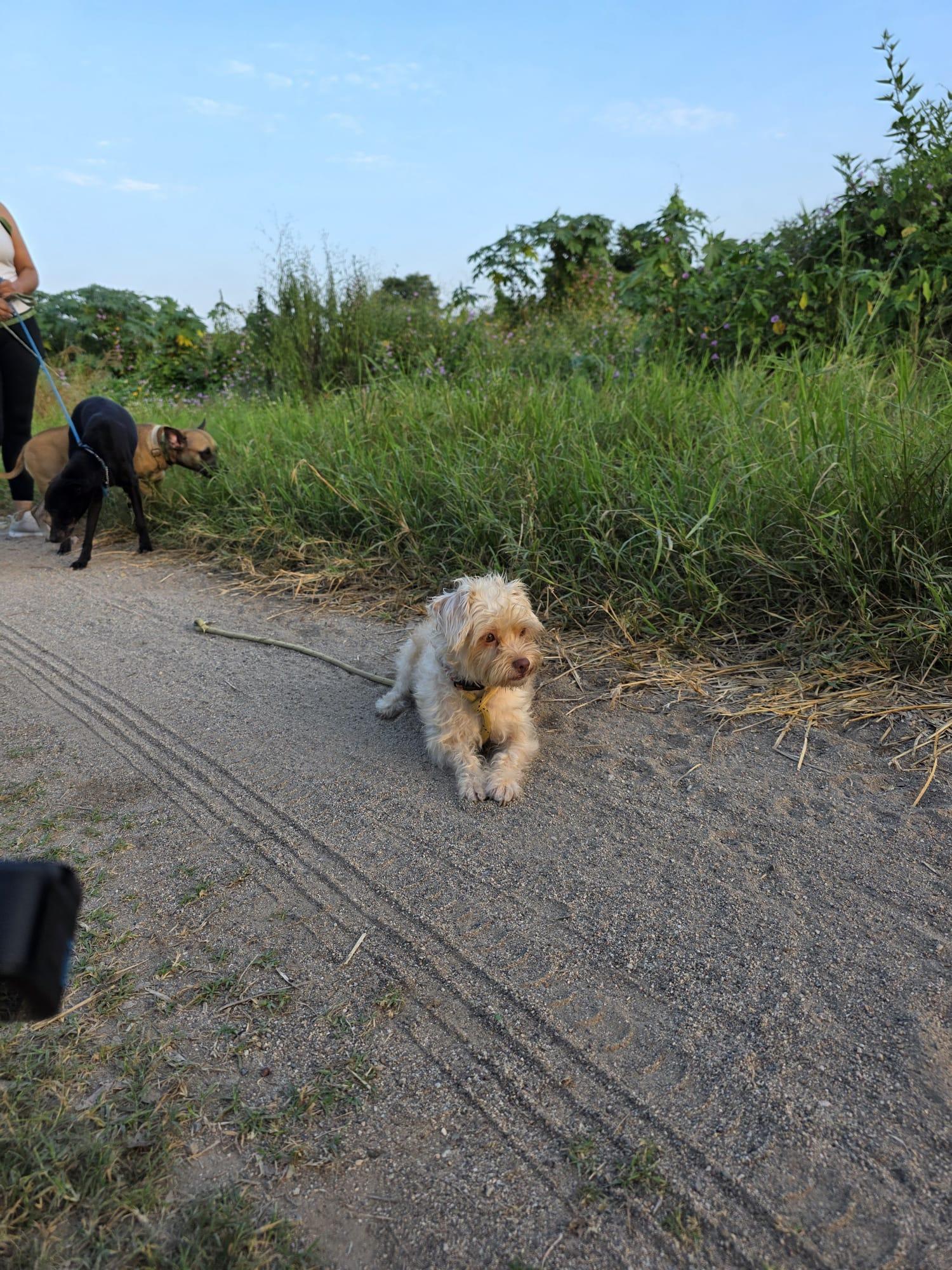 Enlarge Angelita - Sweet poodle mix available for adoption, an adopted mixed breed in Vancouver, BC image 4/4