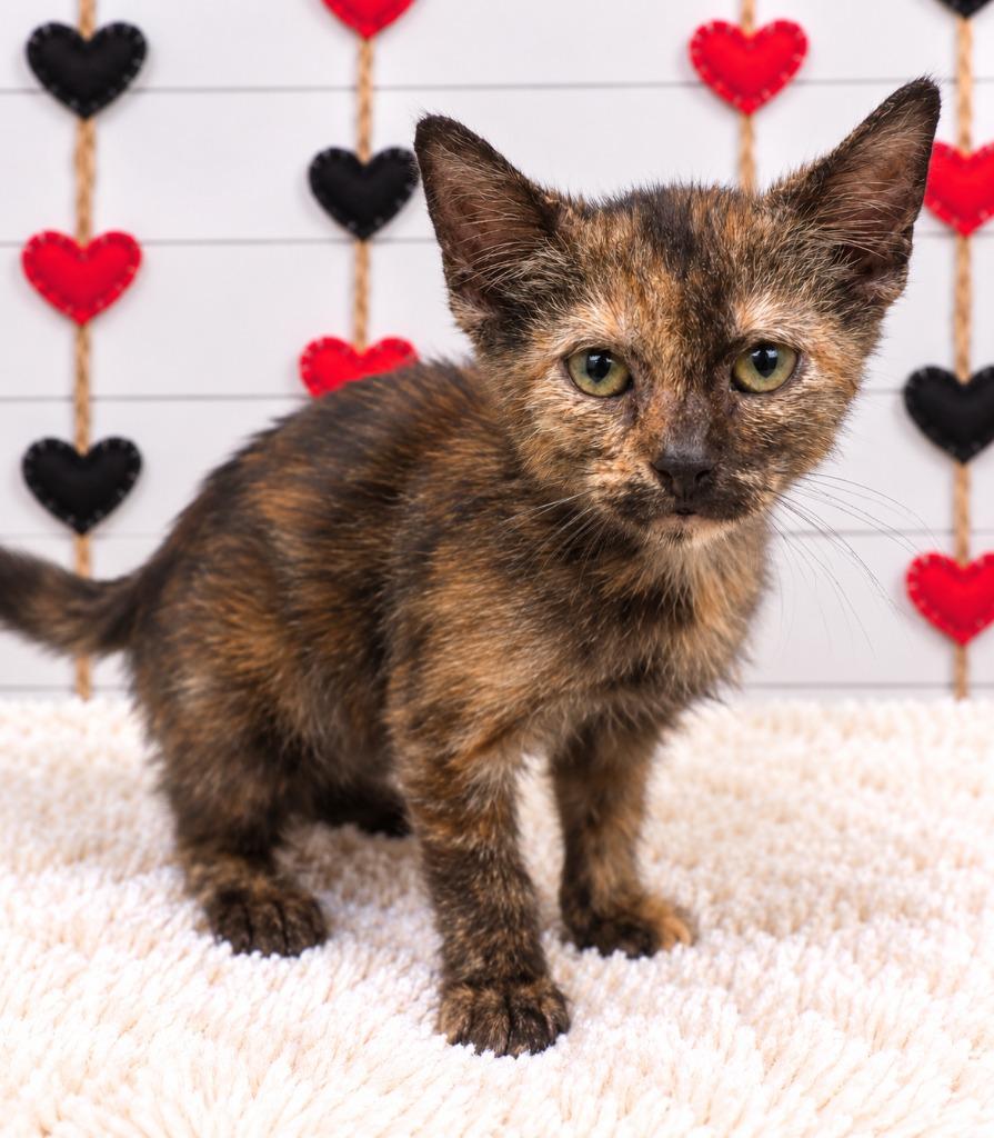 Edith, Adoptable, Kitten Female Domestic Short Hair.
