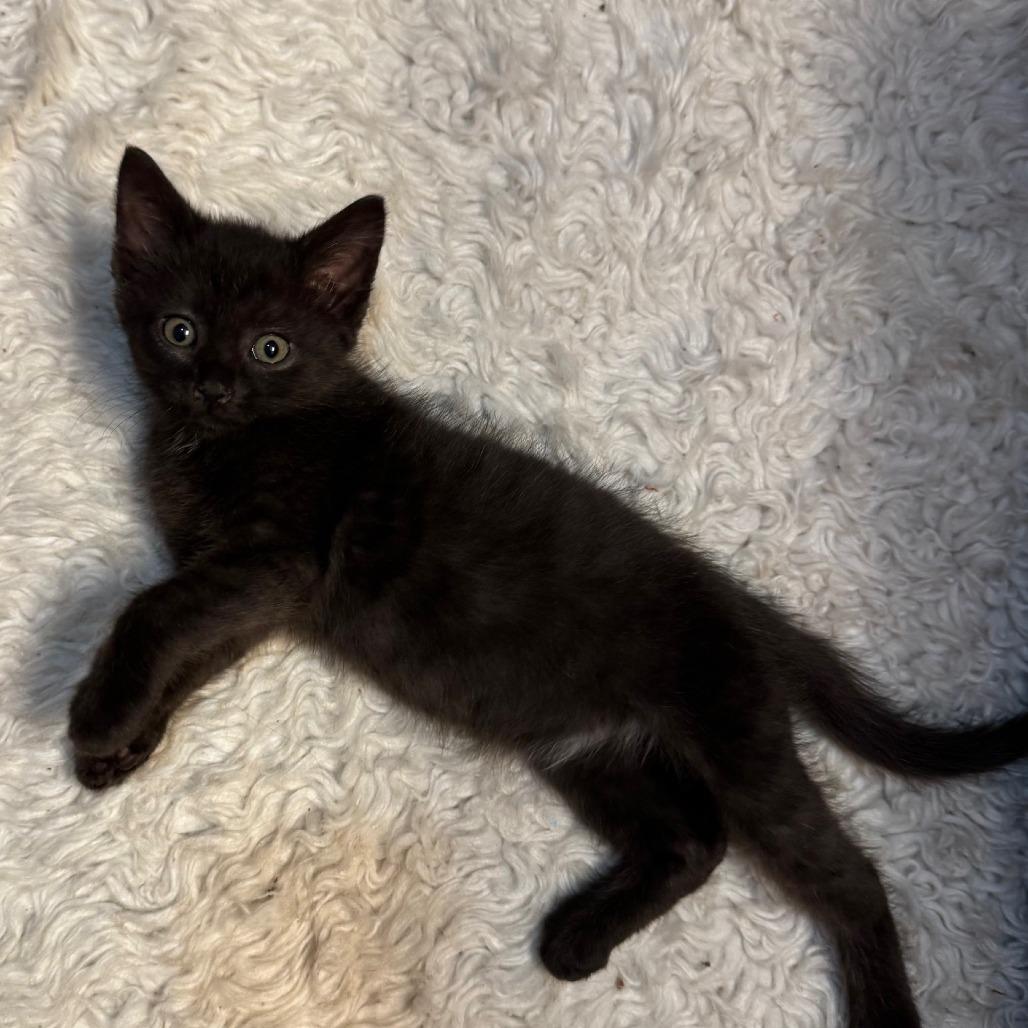 Enlarge Furby, a Adoptable Domestic Short Hair in Asheville, NC image 1/5