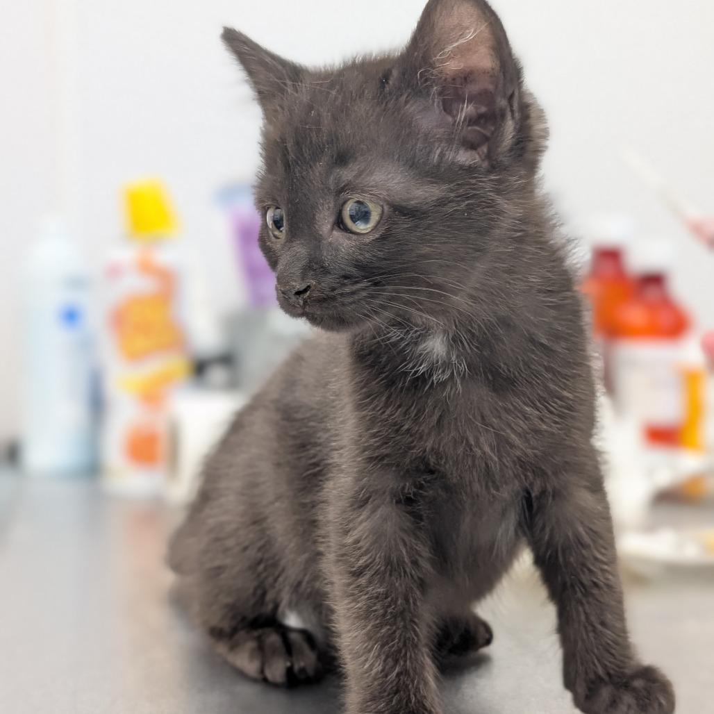 Enlarge Furby, a Adoptable Domestic Short Hair in Asheville, NC image 2/5