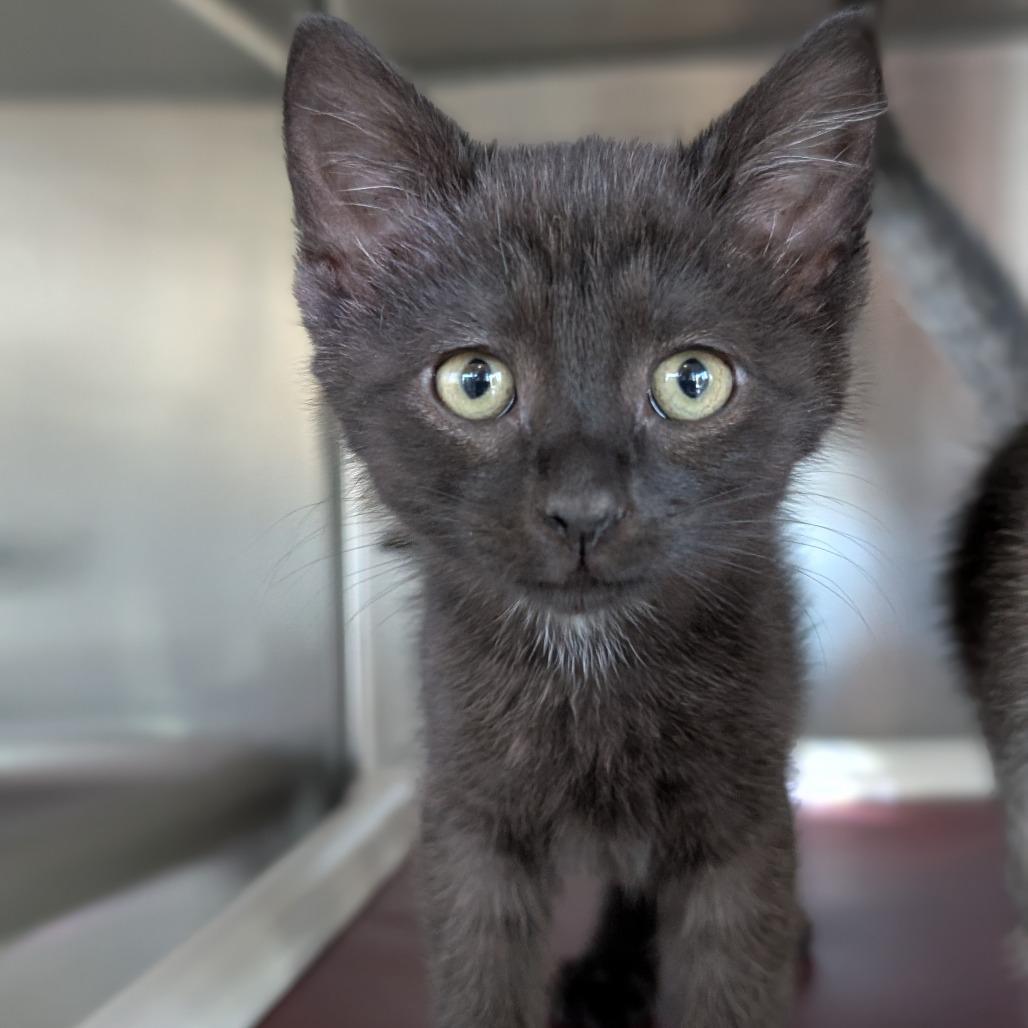Enlarge Furby, a Adoptable Domestic Short Hair in Asheville, NC image 3/5