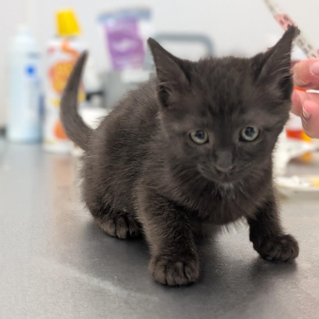 Enlarge Furby, a Adoptable Domestic Short Hair in Asheville, NC image 4/5