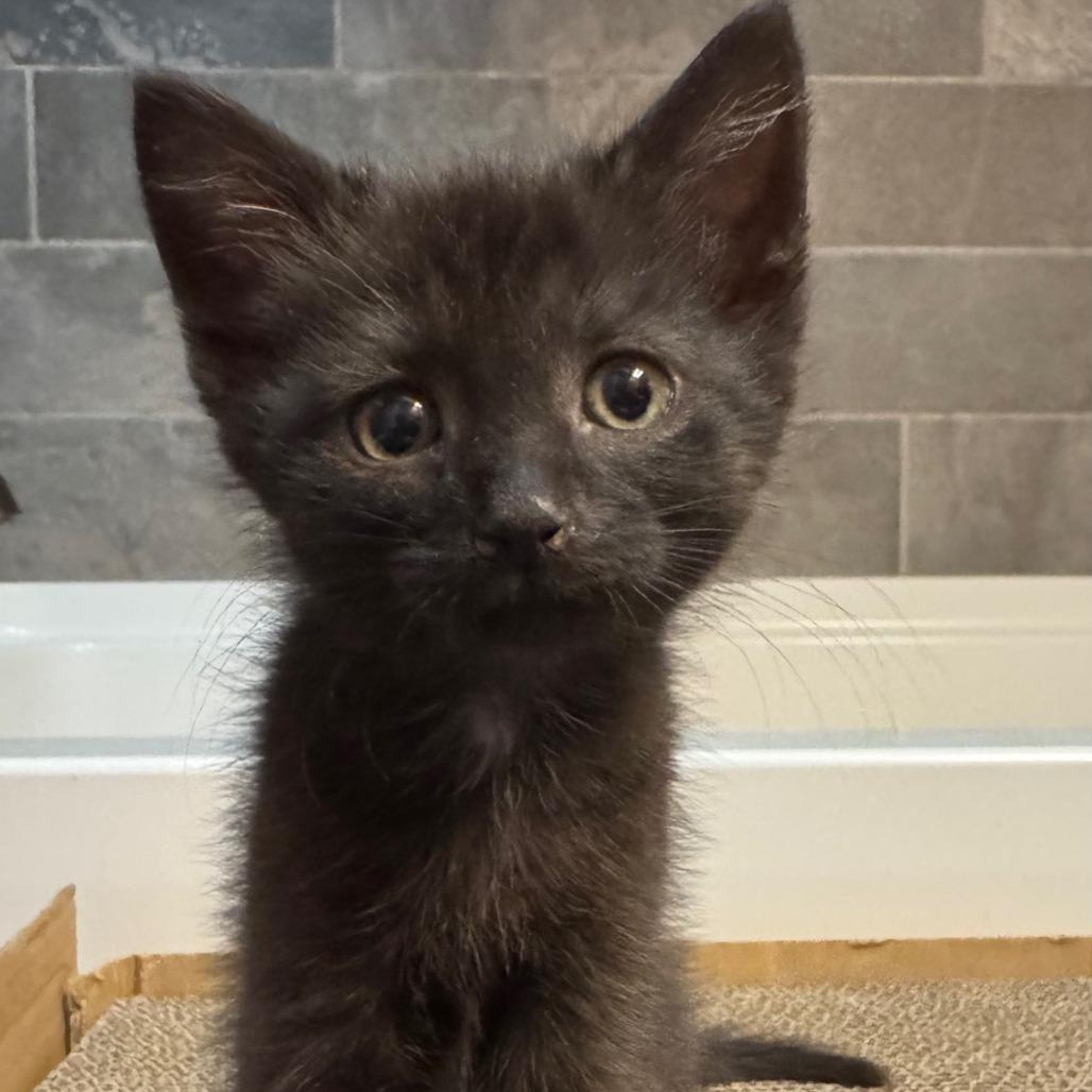 Enlarge Furby, a Adoptable Domestic Short Hair in Asheville, NC image 5/5