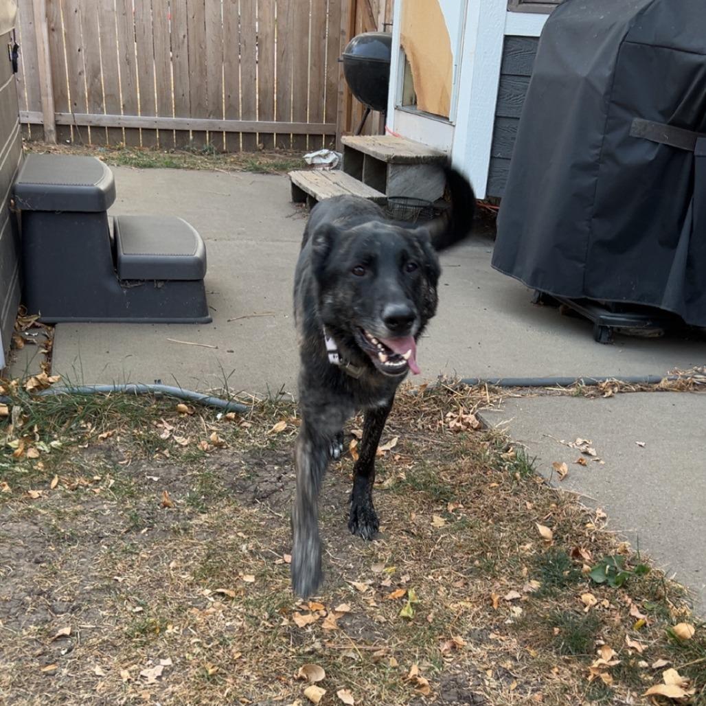 Spade *Courtesy Listing*, a Adoptable German Shepherd Dog in Van Horne, IA image 1/6