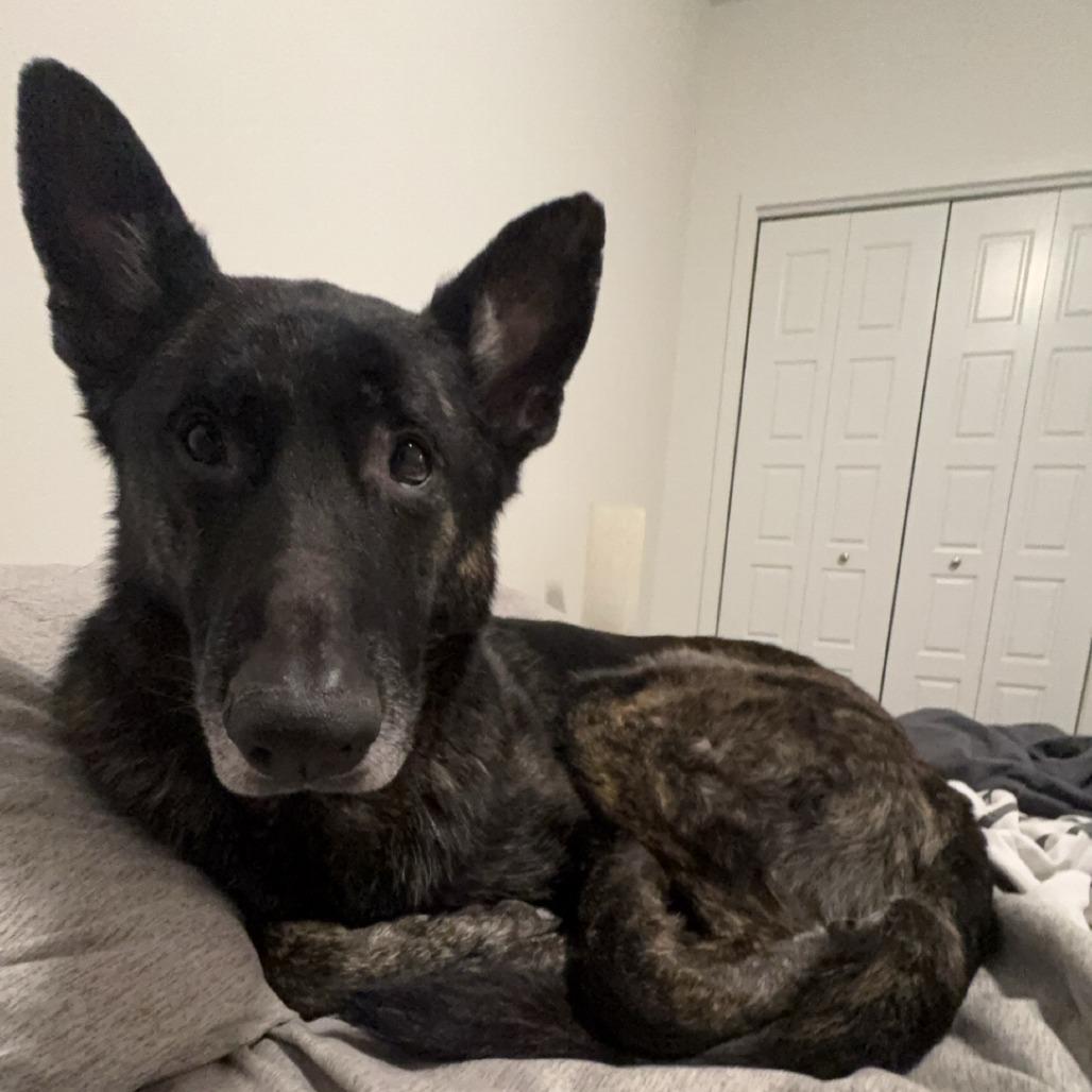 Spade *Courtesy Listing*, a Adoptable German Shepherd Dog in Van Horne, IA image 2/6