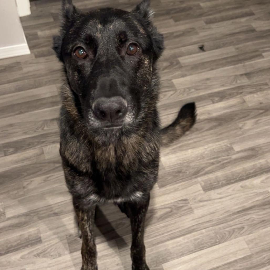 Spade *Courtesy Listing*, a Adoptable German Shepherd Dog in Van Horne, IA image 3/6