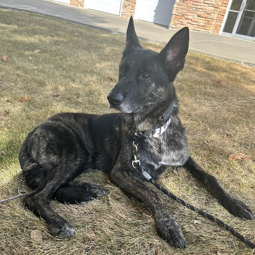 Spade *Courtesy Listing*, a Adoptable German Shepherd Dog in Van Horne, IA image 4/6