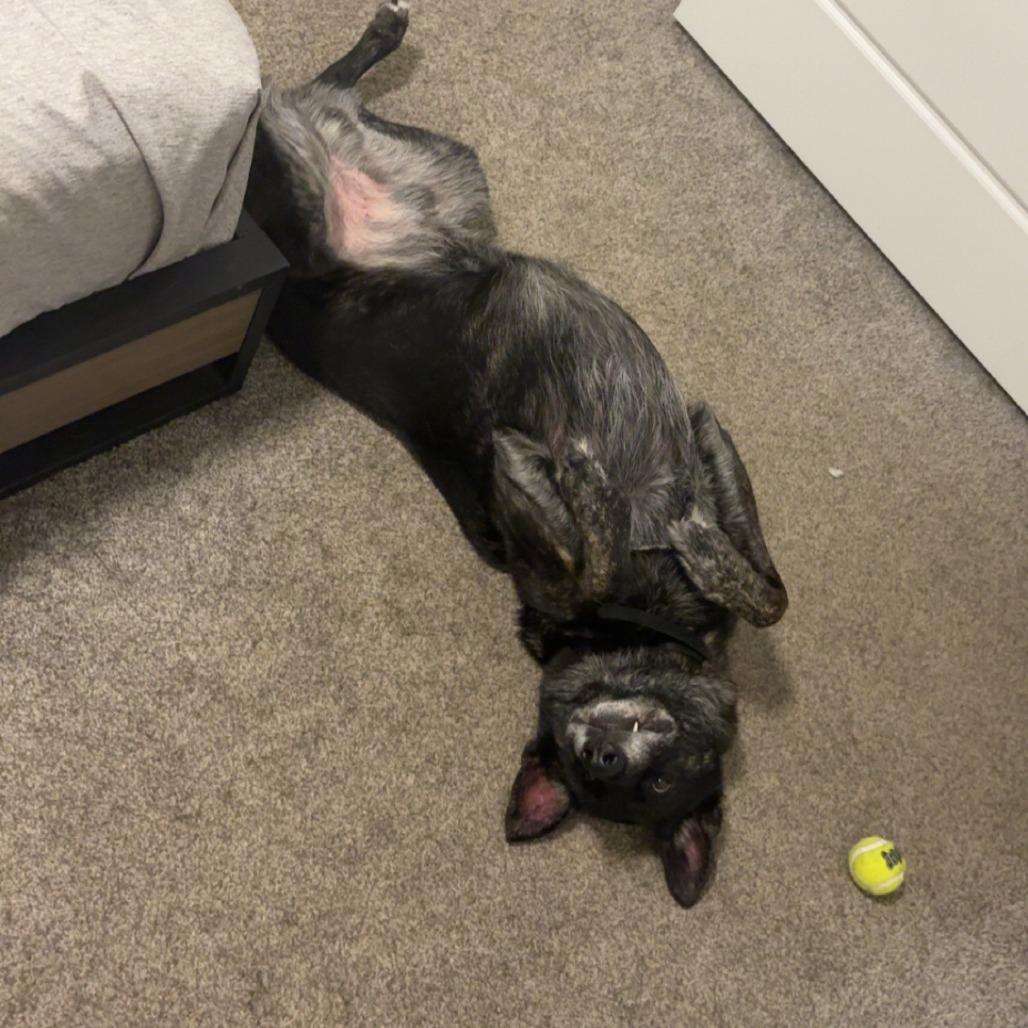 Spade *Courtesy Listing*, a Adoptable German Shepherd Dog in Van Horne, IA image 5/6