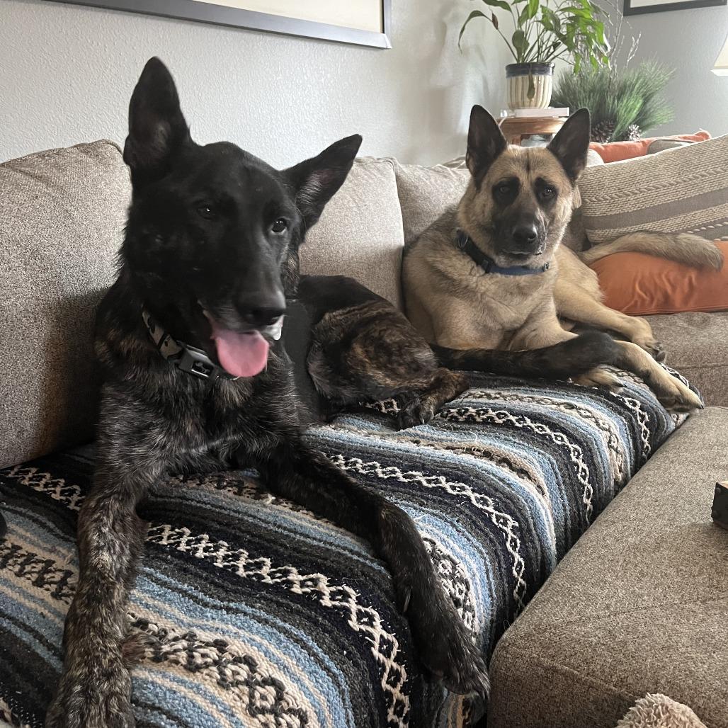 Spade *Courtesy Listing*, a Adoptable German Shepherd Dog in Van Horne, IA image 6/6