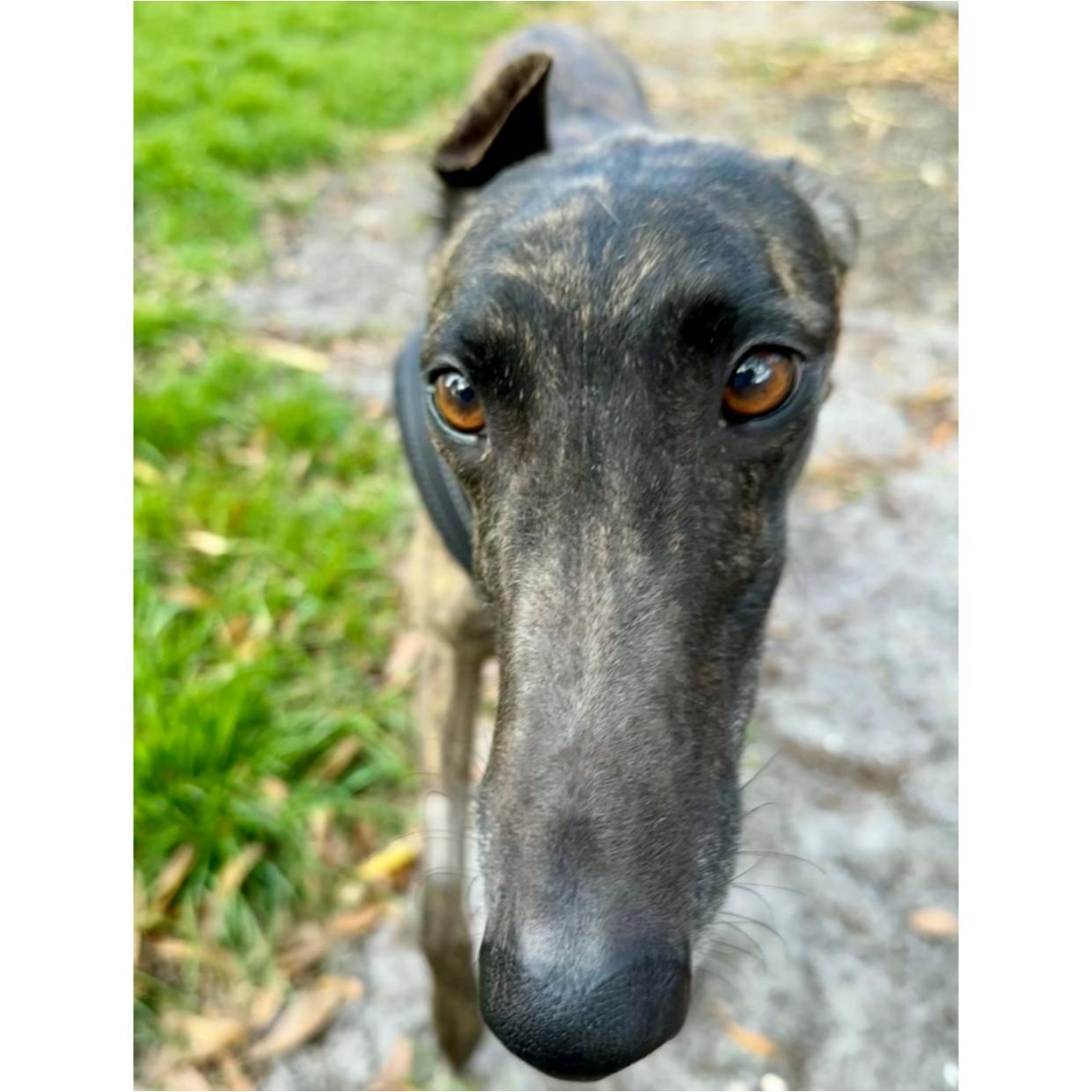 Enlarge Arroyo Toni (Toni), a Adoptable Greyhound in Tarpon Springs, FL image 1/6