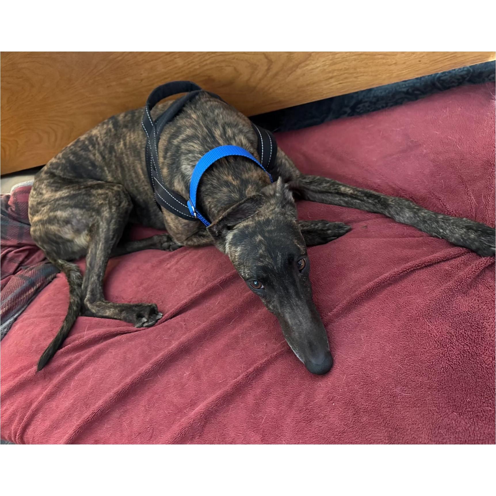 Enlarge Arroyo Toni (Toni), a Adoptable Greyhound in Tarpon Springs, FL image 2/6