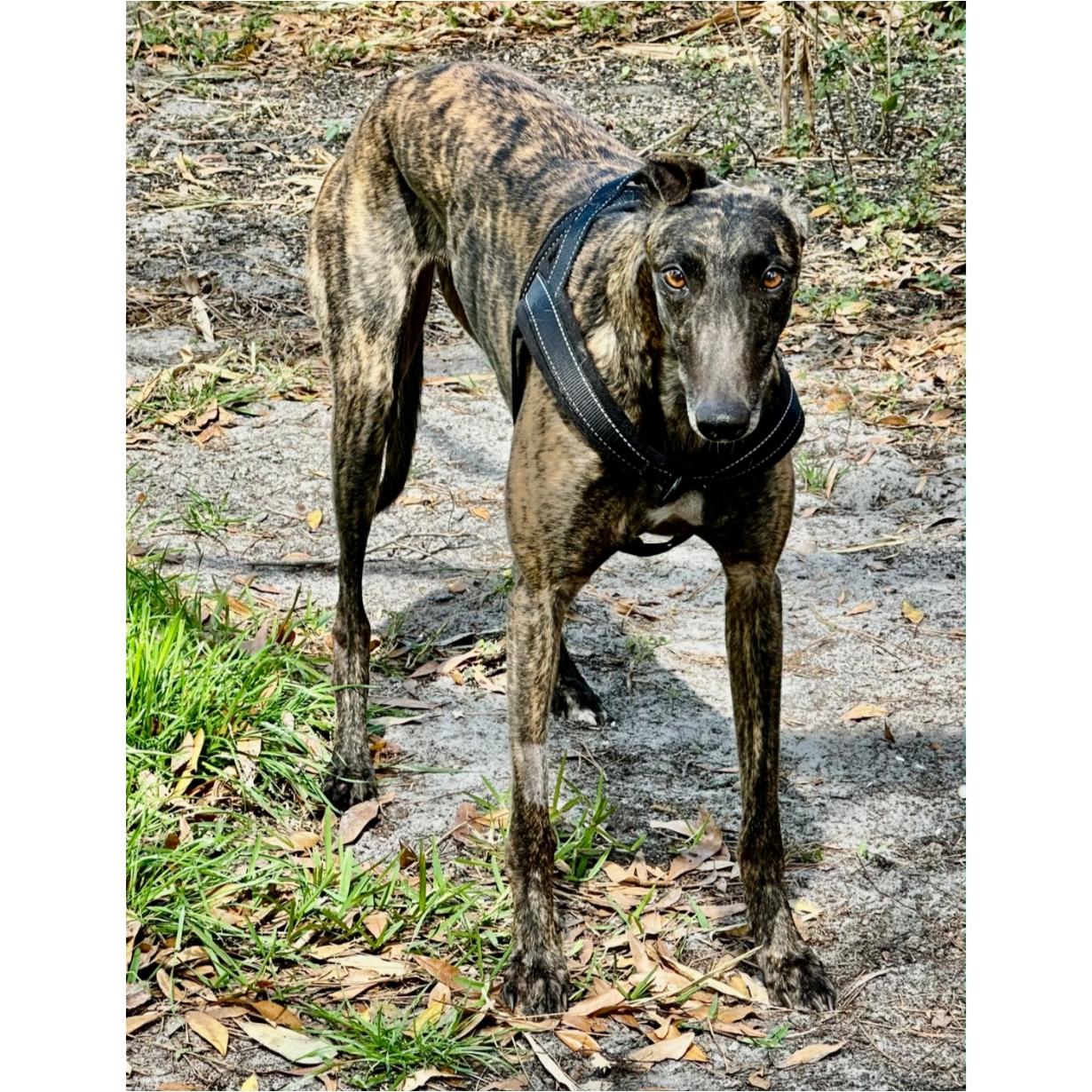 Enlarge Arroyo Toni (Toni), a Adoptable Greyhound in Tarpon Springs, FL image 3/6