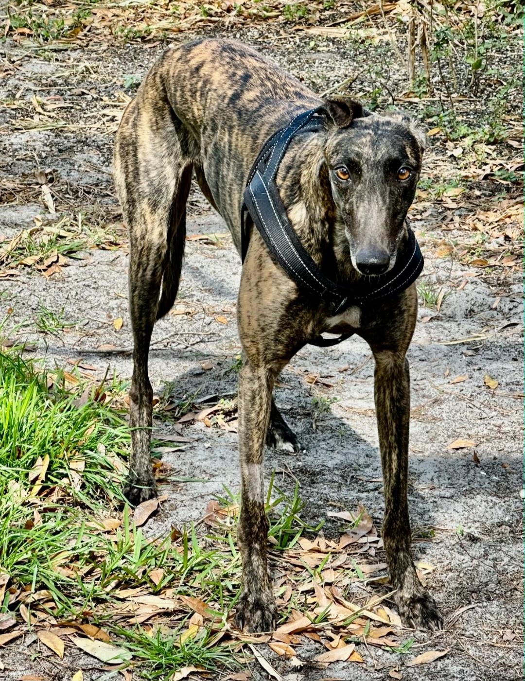 Enlarge Arroyo Toni (Toni), a Adoptable Greyhound in Tarpon Springs, FL image 4/6