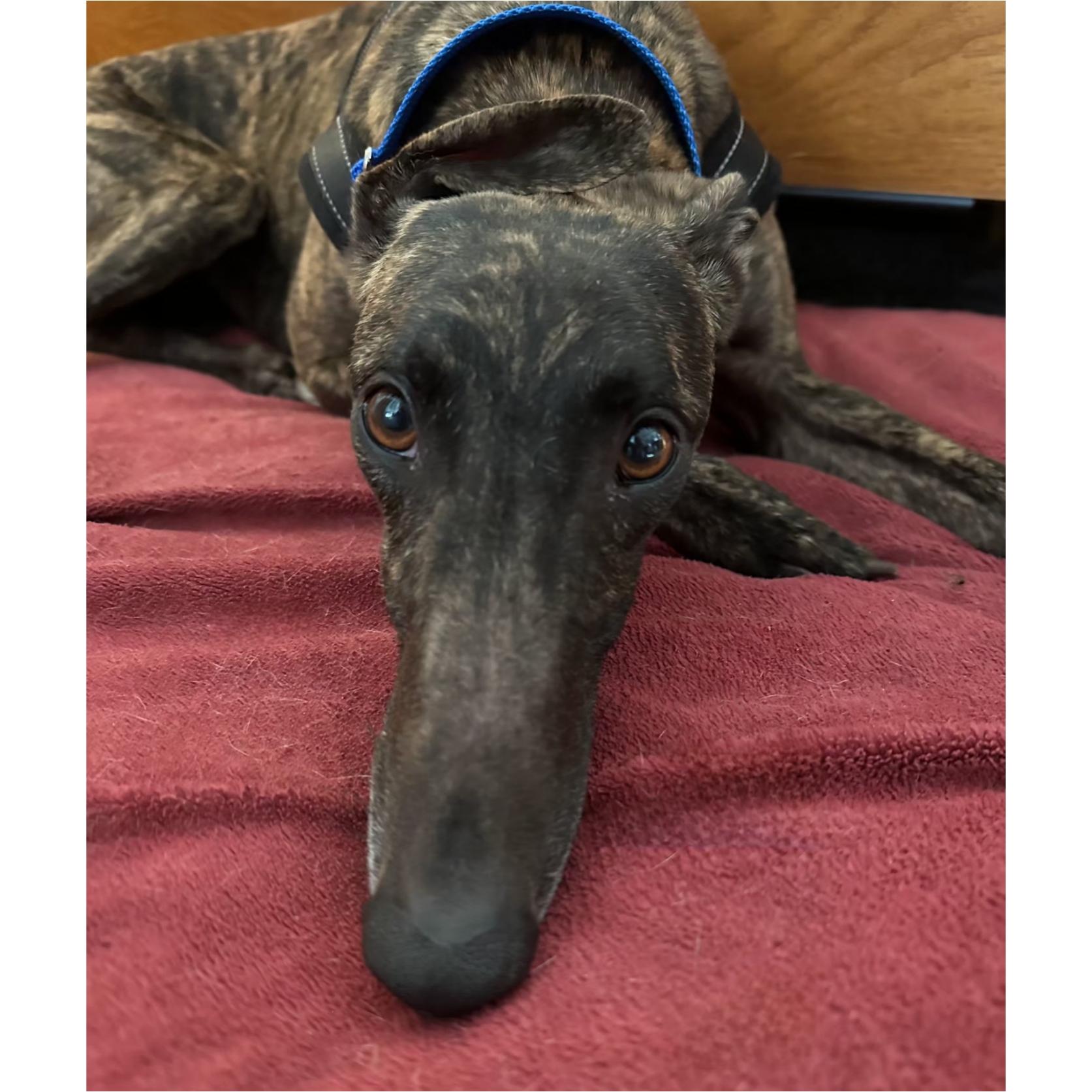 Enlarge Arroyo Toni (Toni), a Adoptable Greyhound in Tarpon Springs, FL image 5/6