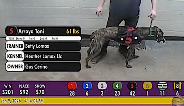 Enlarge Arroyo Toni, a Adoptable Greyhound in Tarpon Springs, FL image 1/1