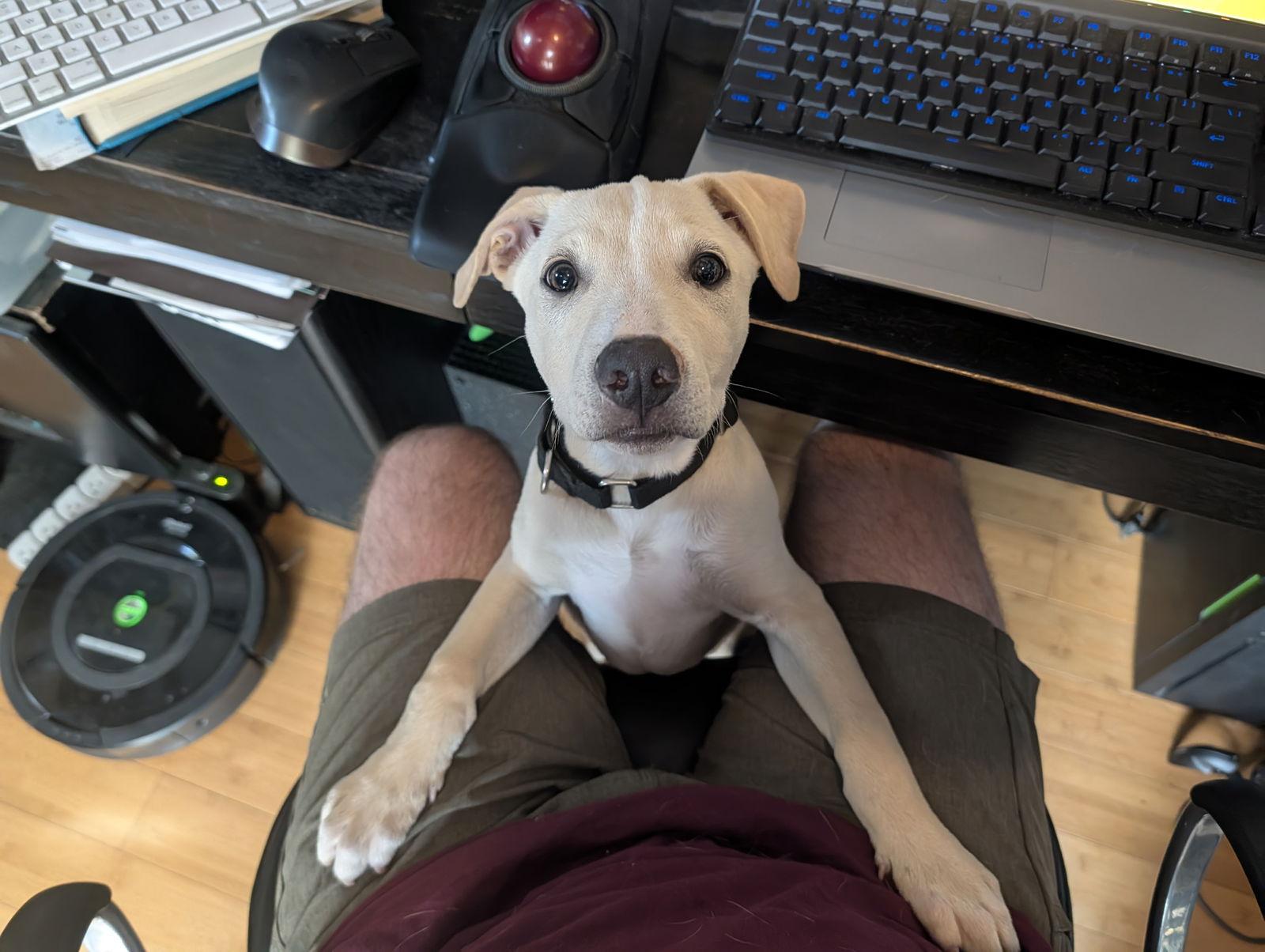 Enlarge Mack, a Adoptable mixed breed in Sunnyvale, CA image 1/1