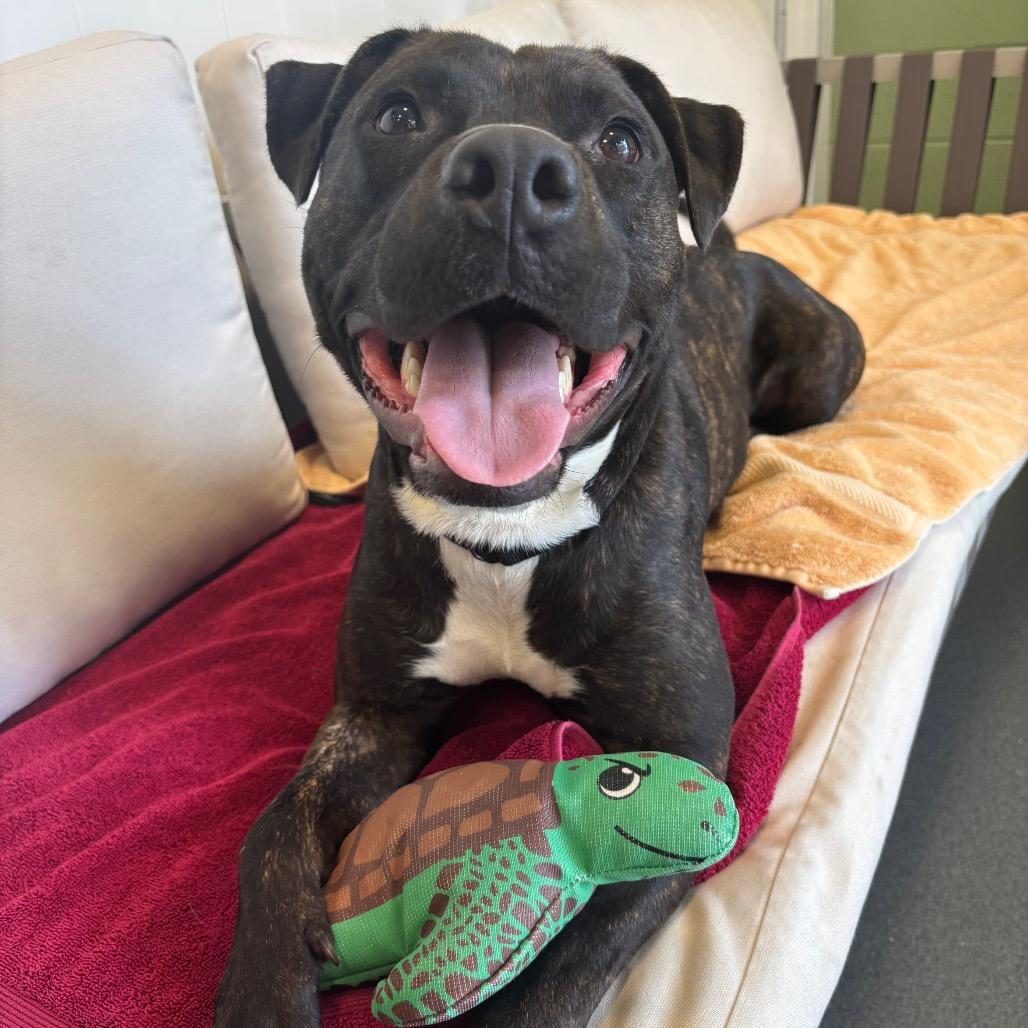 Enlarge Humberto, a ADOPTABLE Mixed Breed in Chicago, IL image 1/6