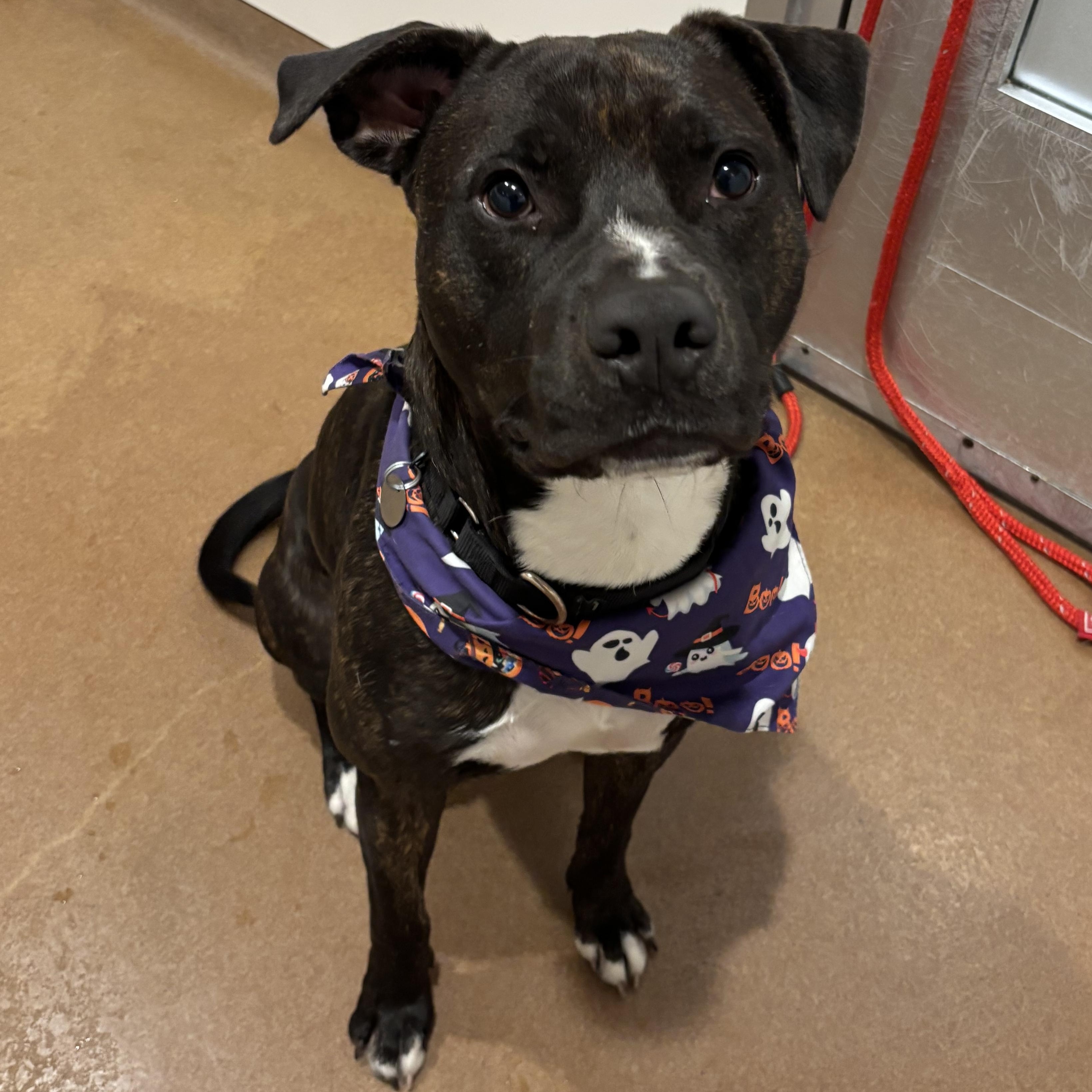 Enlarge Humberto, a ADOPTABLE Mixed Breed in Chicago, IL image 3/6