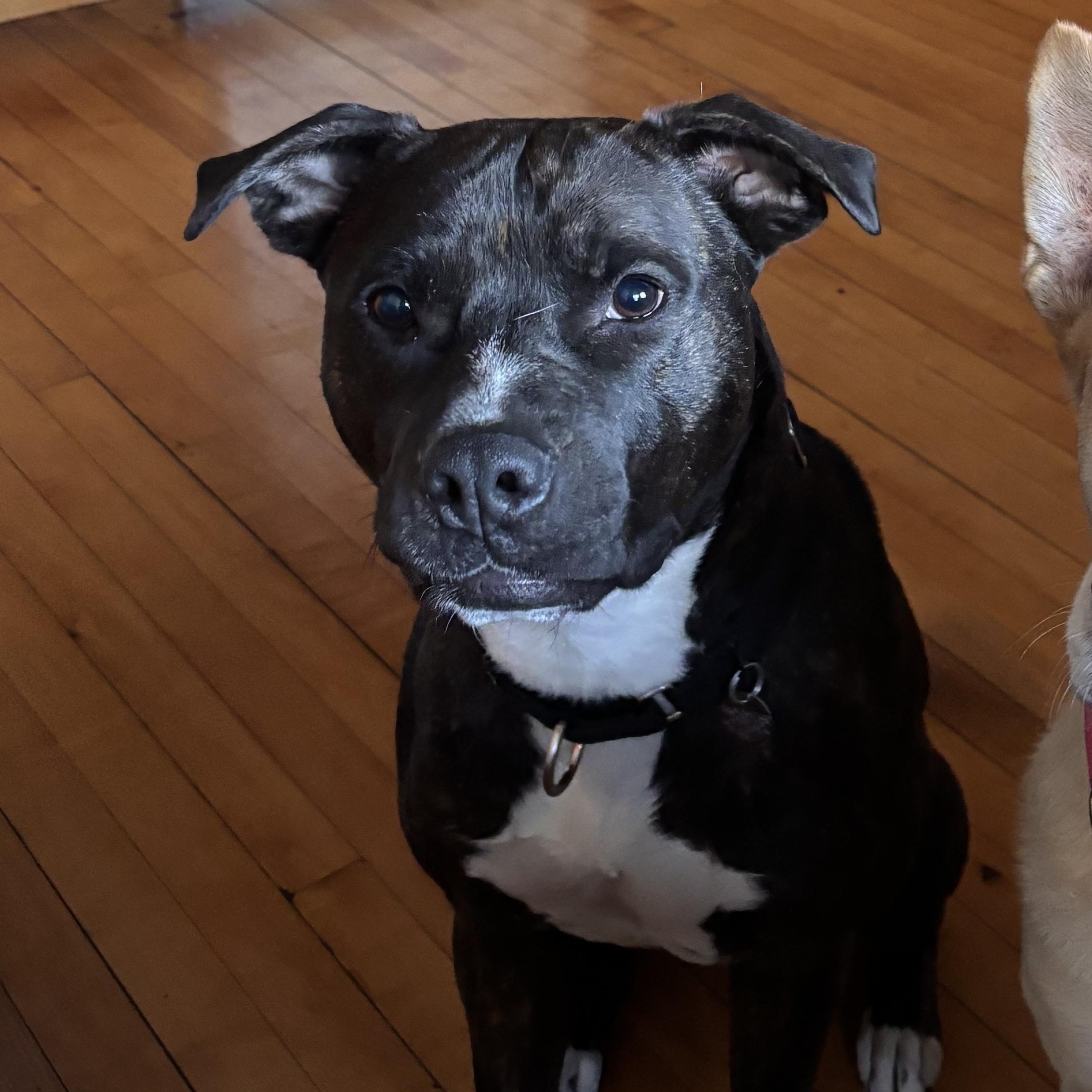 Enlarge Humberto, a ADOPTABLE Mixed Breed in Chicago, IL image 5/6