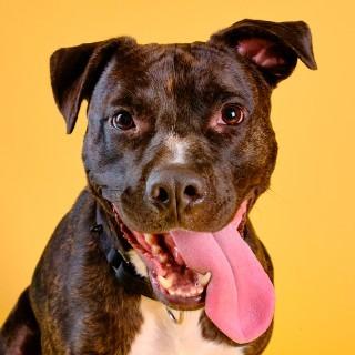Enlarge Humberto, a ADOPTABLE Mixed Breed in Chicago, IL image 2/6