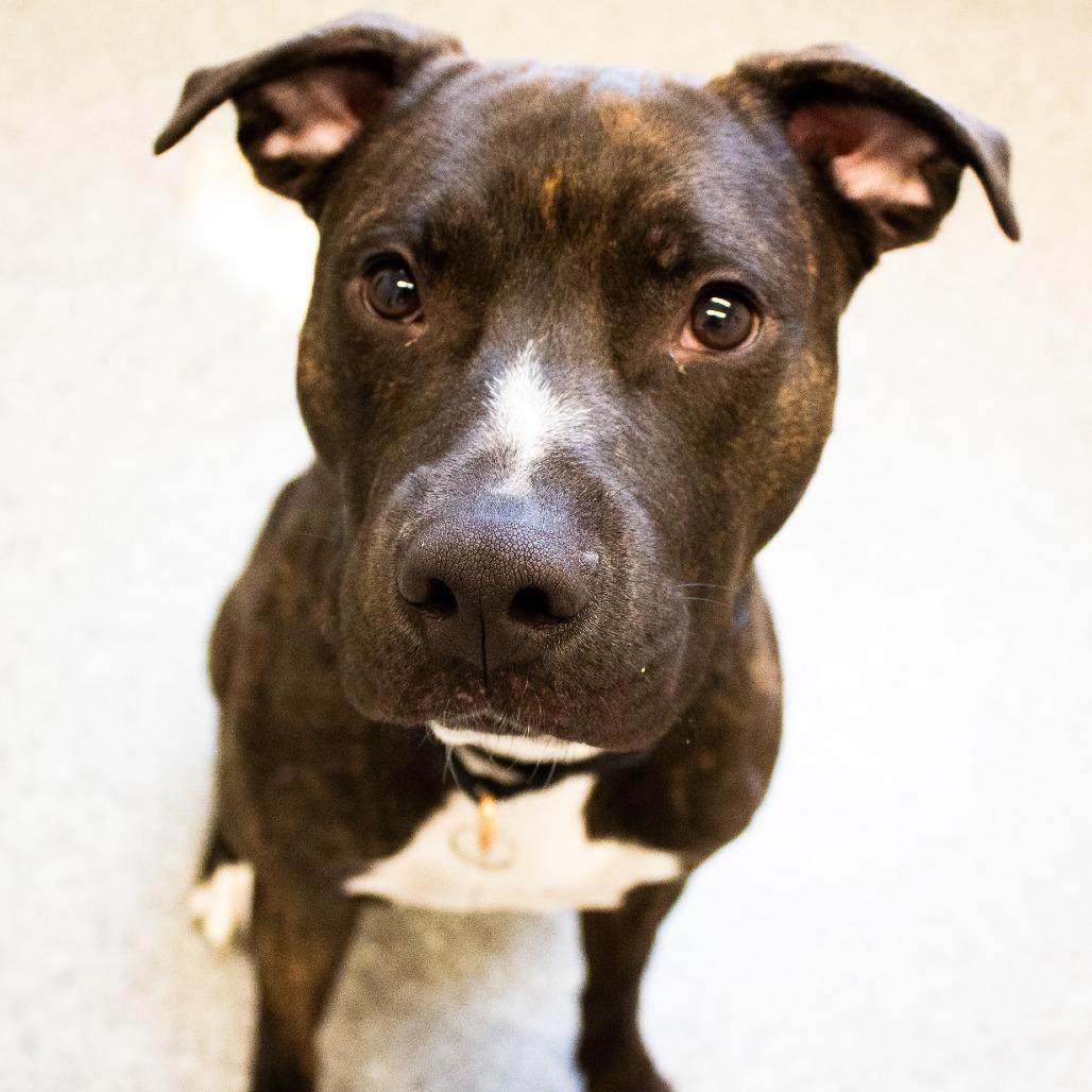 Enlarge Humberto, a ADOPTABLE Mixed Breed in Chicago, IL image 4/6