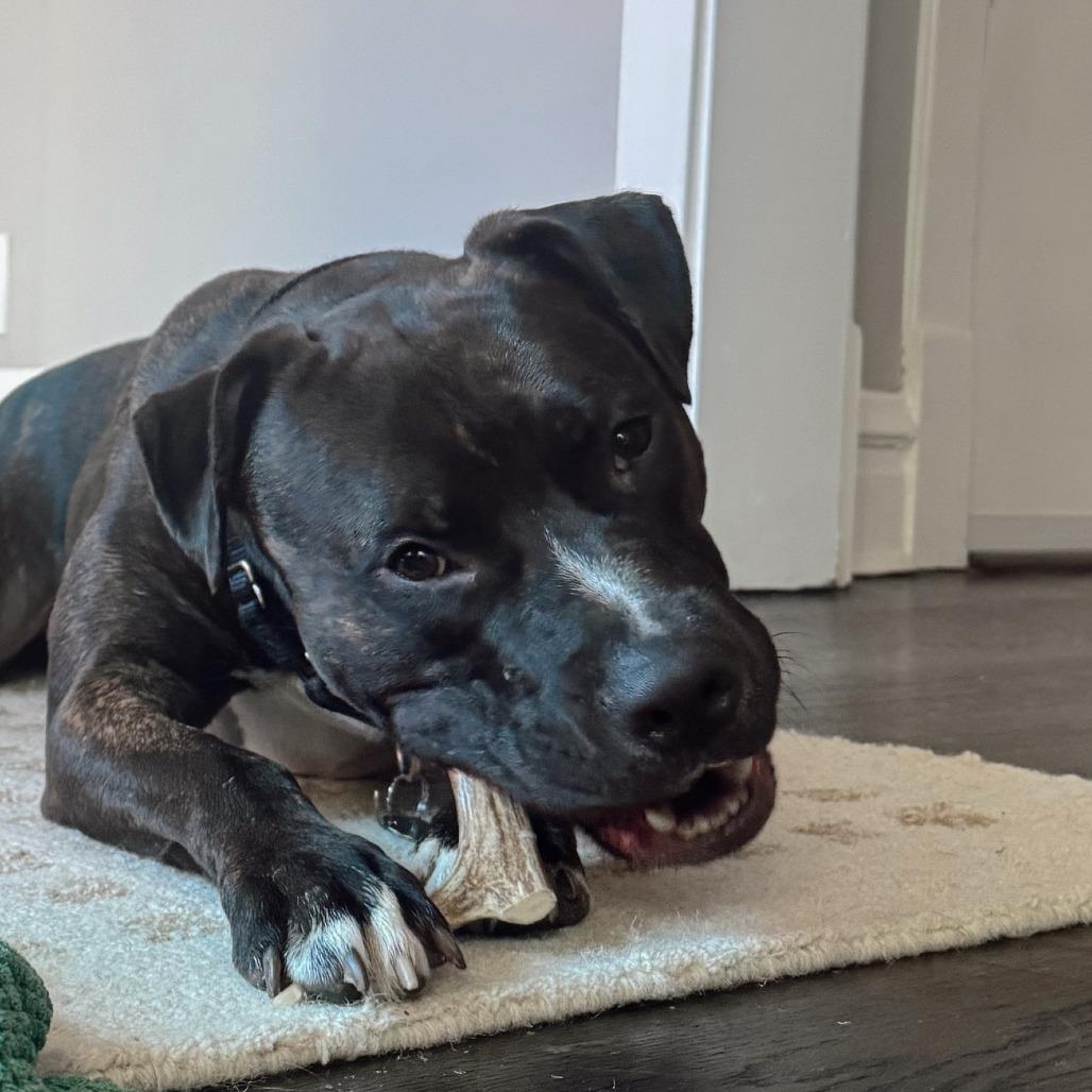 Enlarge Humberto, a ADOPTABLE Mixed Breed in Chicago, IL image 6/6