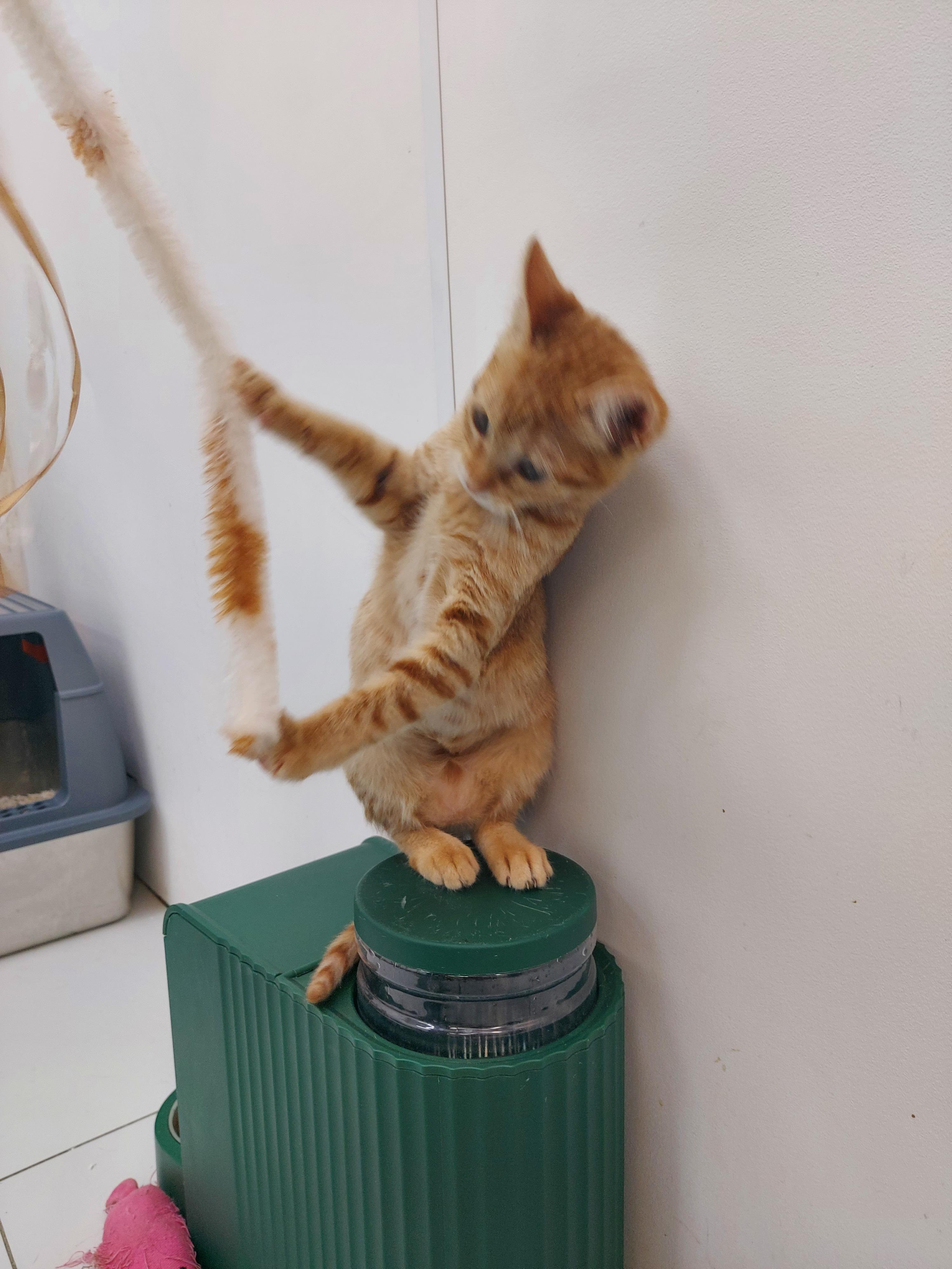 Enlarge Bubbalicious, a Adopted Domestic Short Hair in chino, CA image 1/4