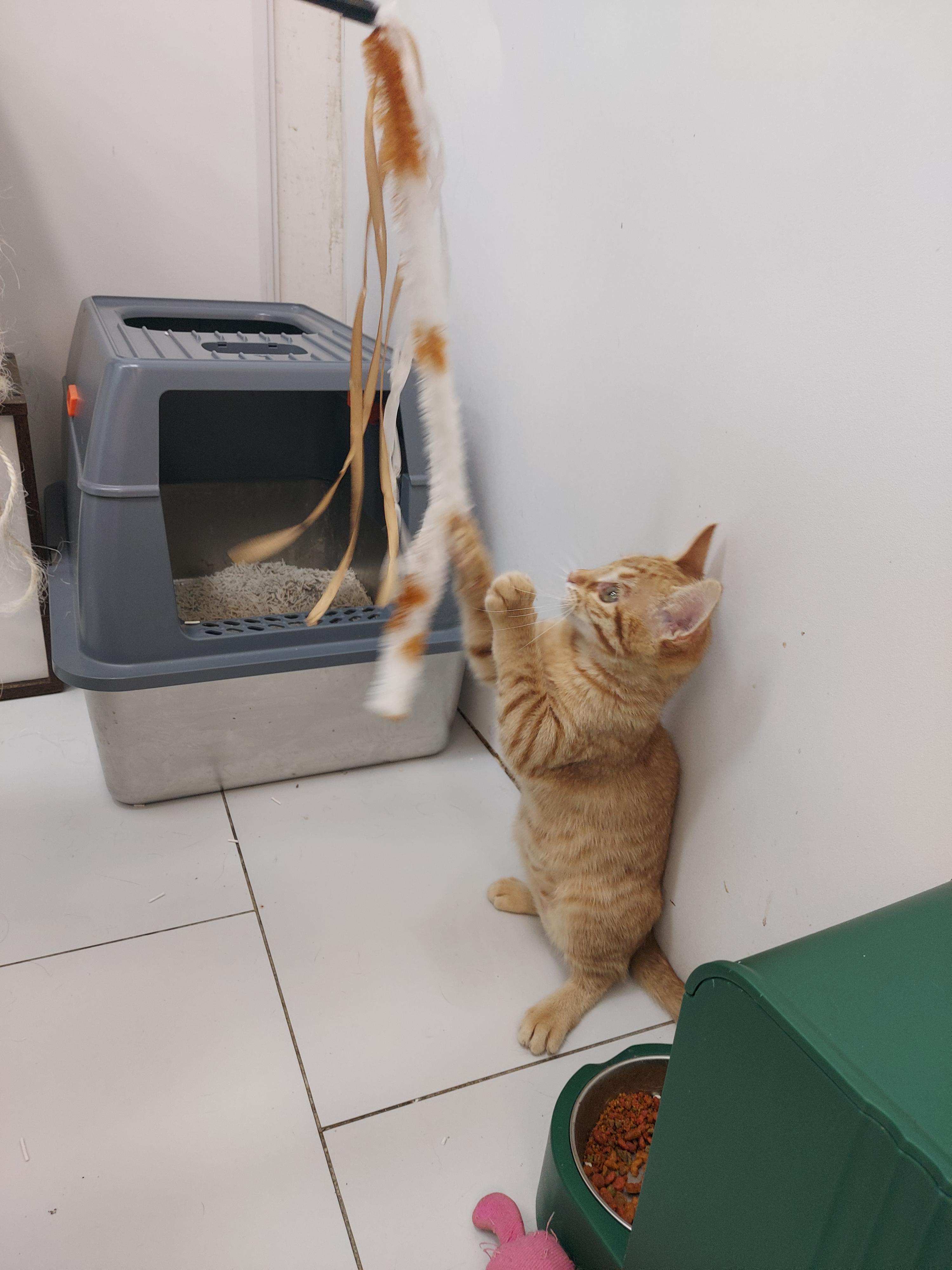 Enlarge Bubbalicious, a Adopted Domestic Short Hair in chino, CA image 2/4